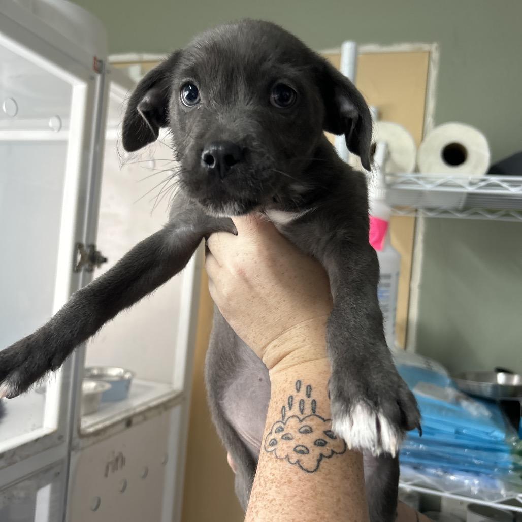 Enlarge Elphaba, a Adoptable Mixed Breed in Yucaipa, CA image 1/6