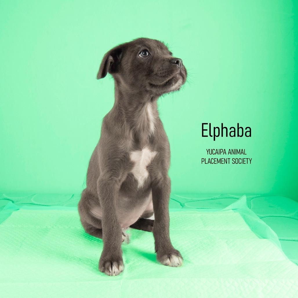 Enlarge Elphaba, a Adoptable Mixed Breed in Yucaipa, CA image 2/6