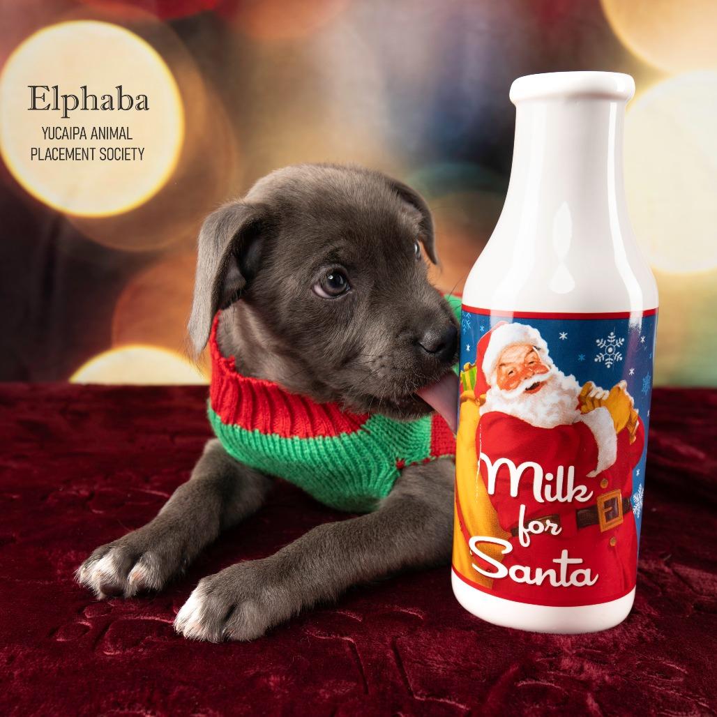 Enlarge Elphaba, a Adoptable Mixed Breed in Yucaipa, CA image 3/6