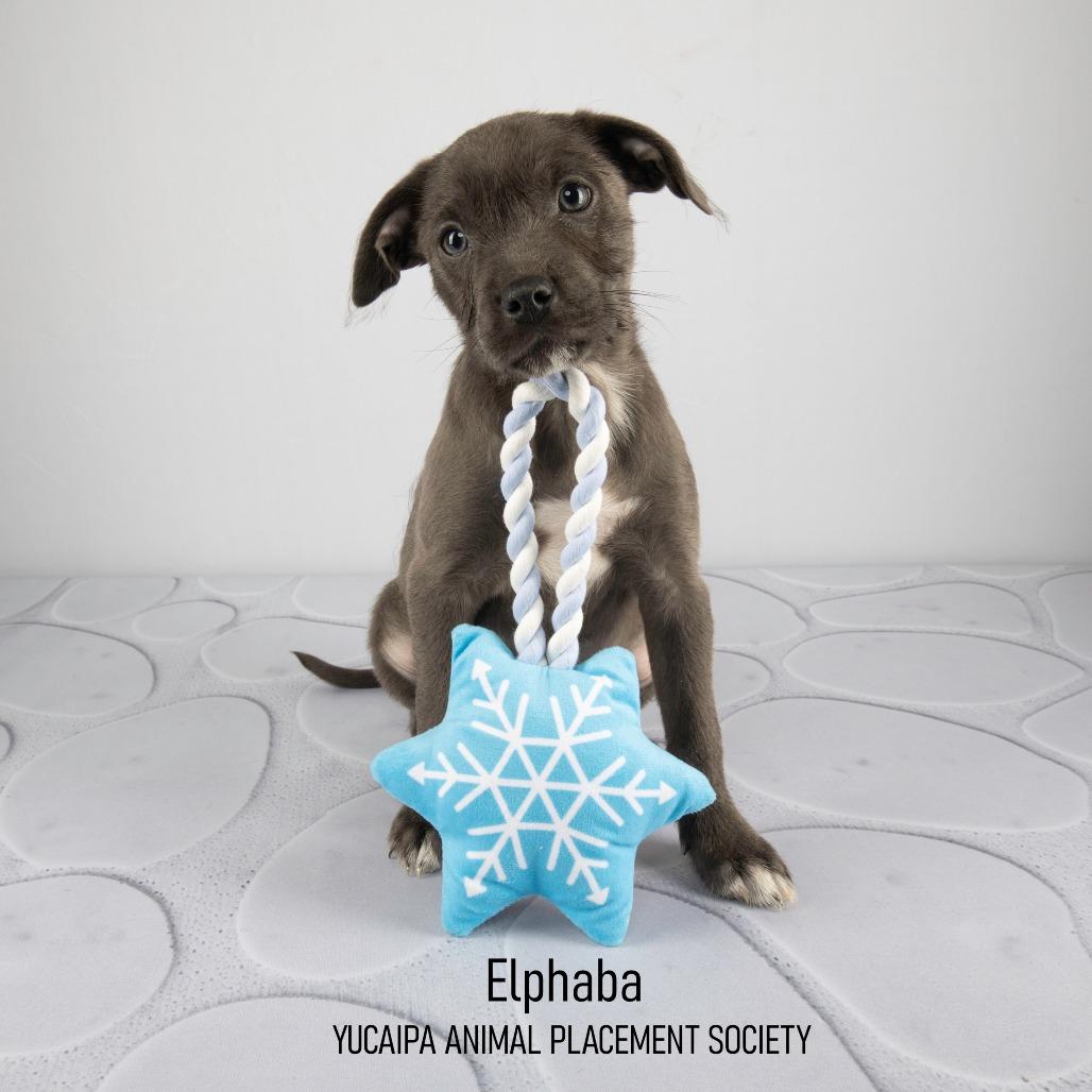 Elphaba, Adoptable, Puppy Female Mixed Breed.
