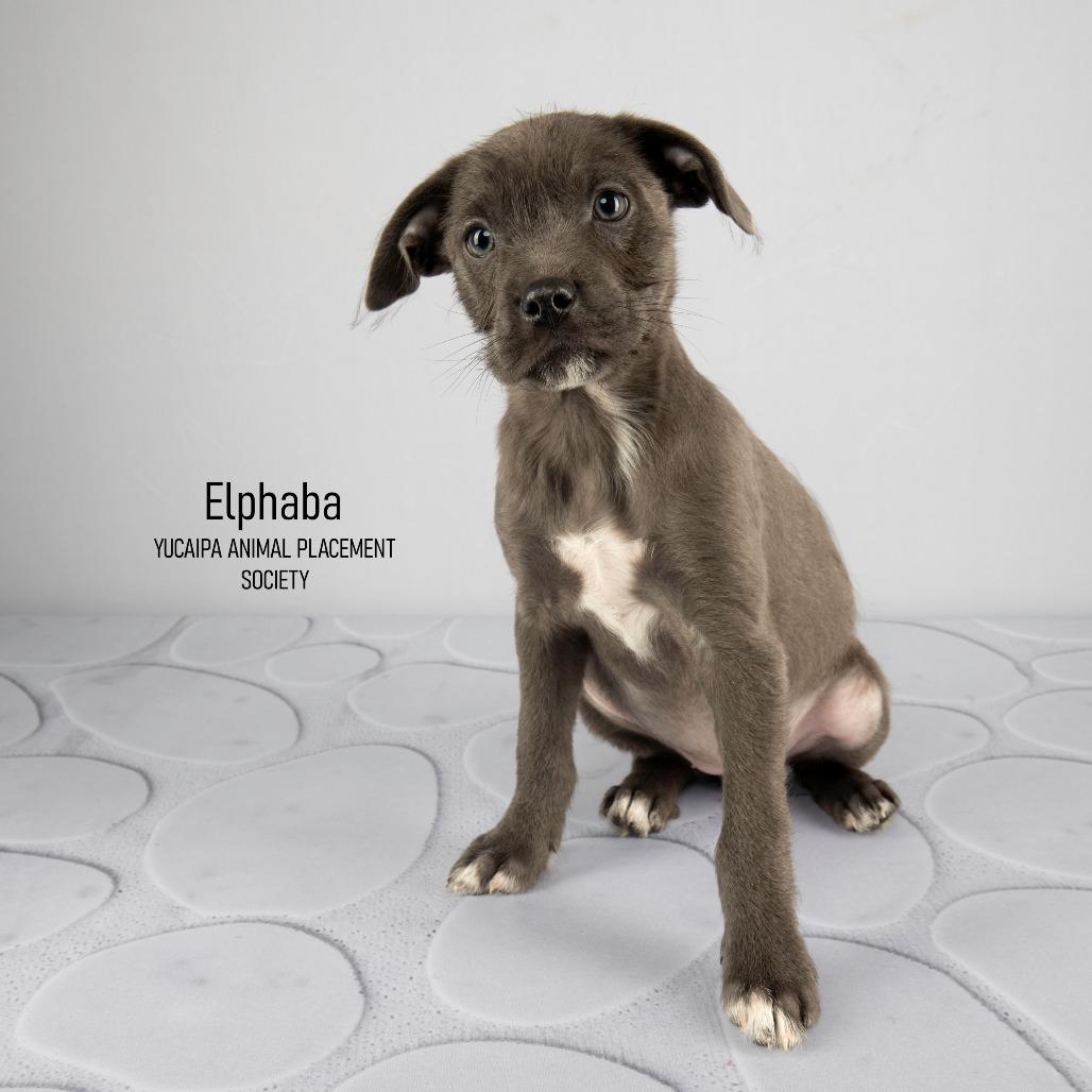 Enlarge Elphaba, a Adoptable Mixed Breed in Yucaipa, CA image 5/6