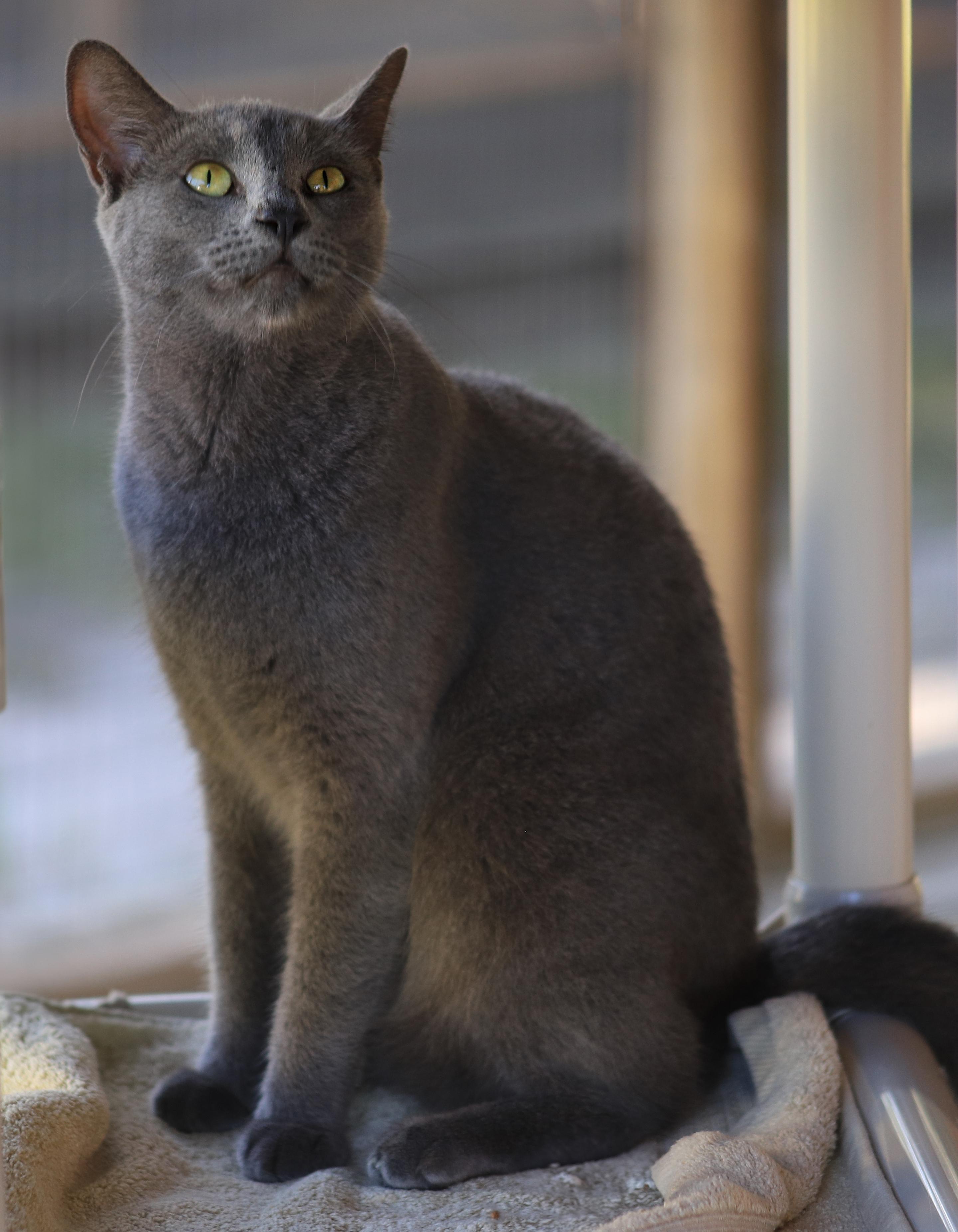 Enlarge Sterling, a Adoptable Domestic Short Hair in North Fort Myers, FL image 1/3