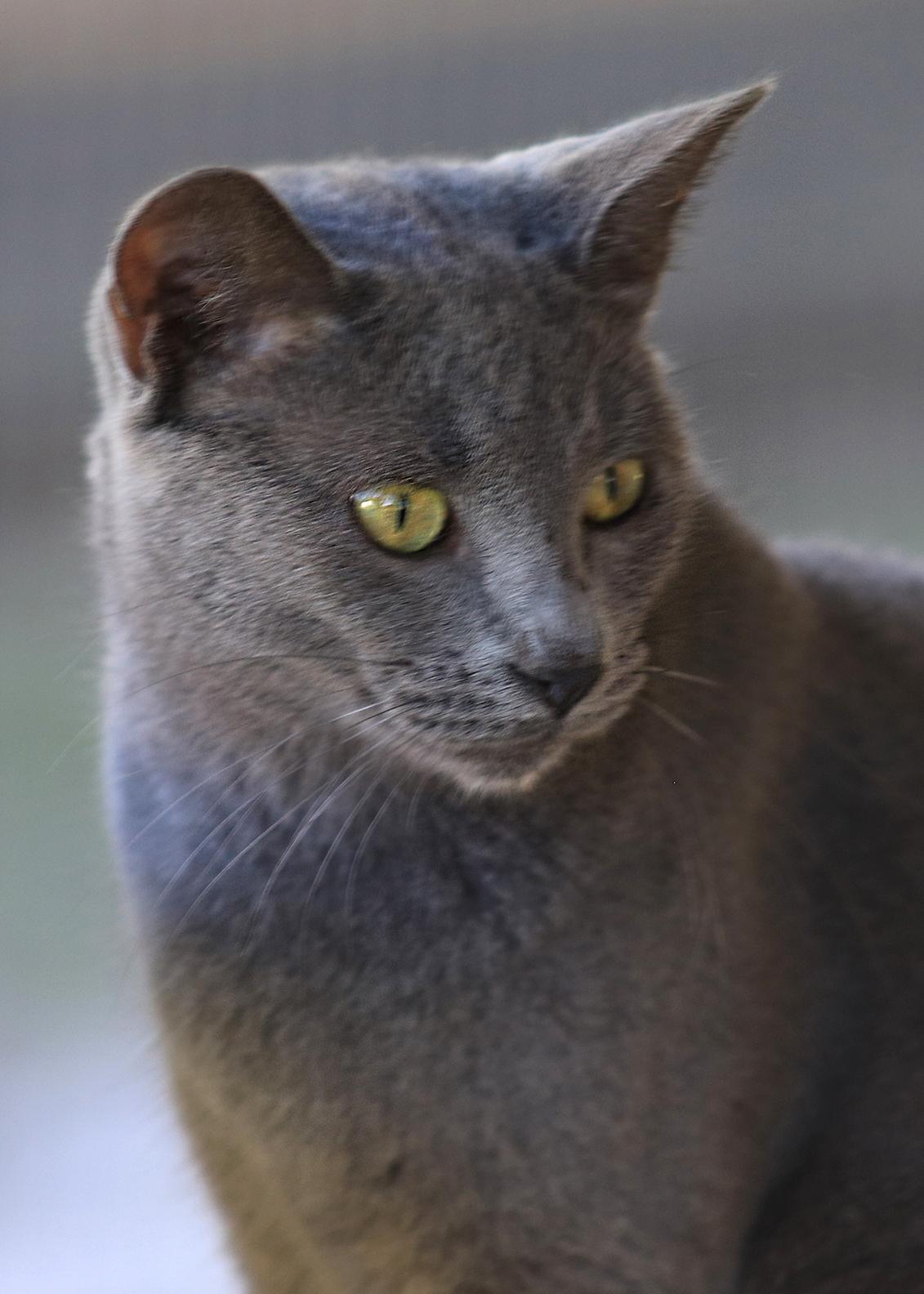 Enlarge Sterling, a Adoptable Domestic Short Hair in North Fort Myers, FL image 2/3