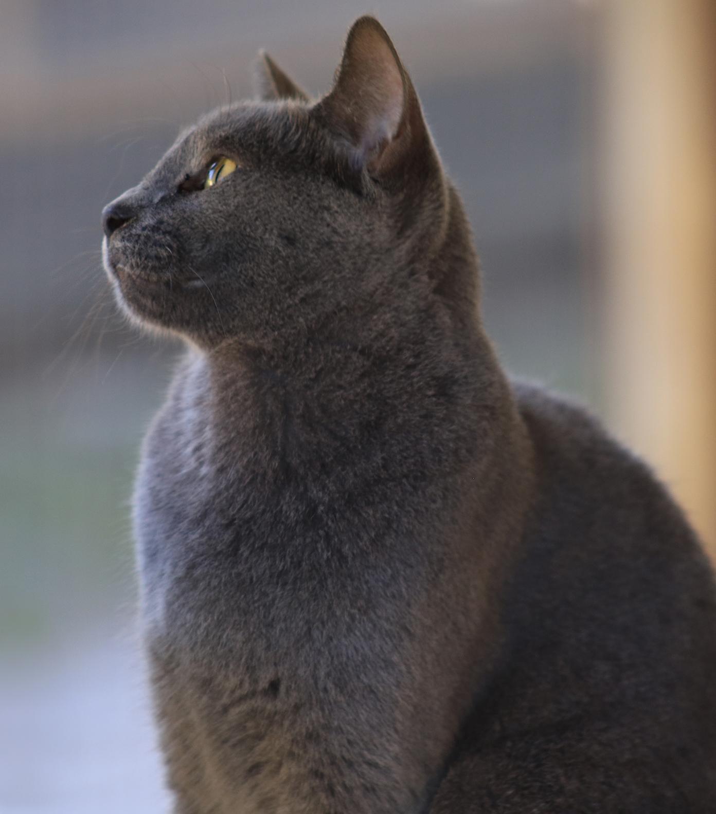 Enlarge Sterling, a Adoptable Domestic Short Hair in North Fort Myers, FL image 3/3