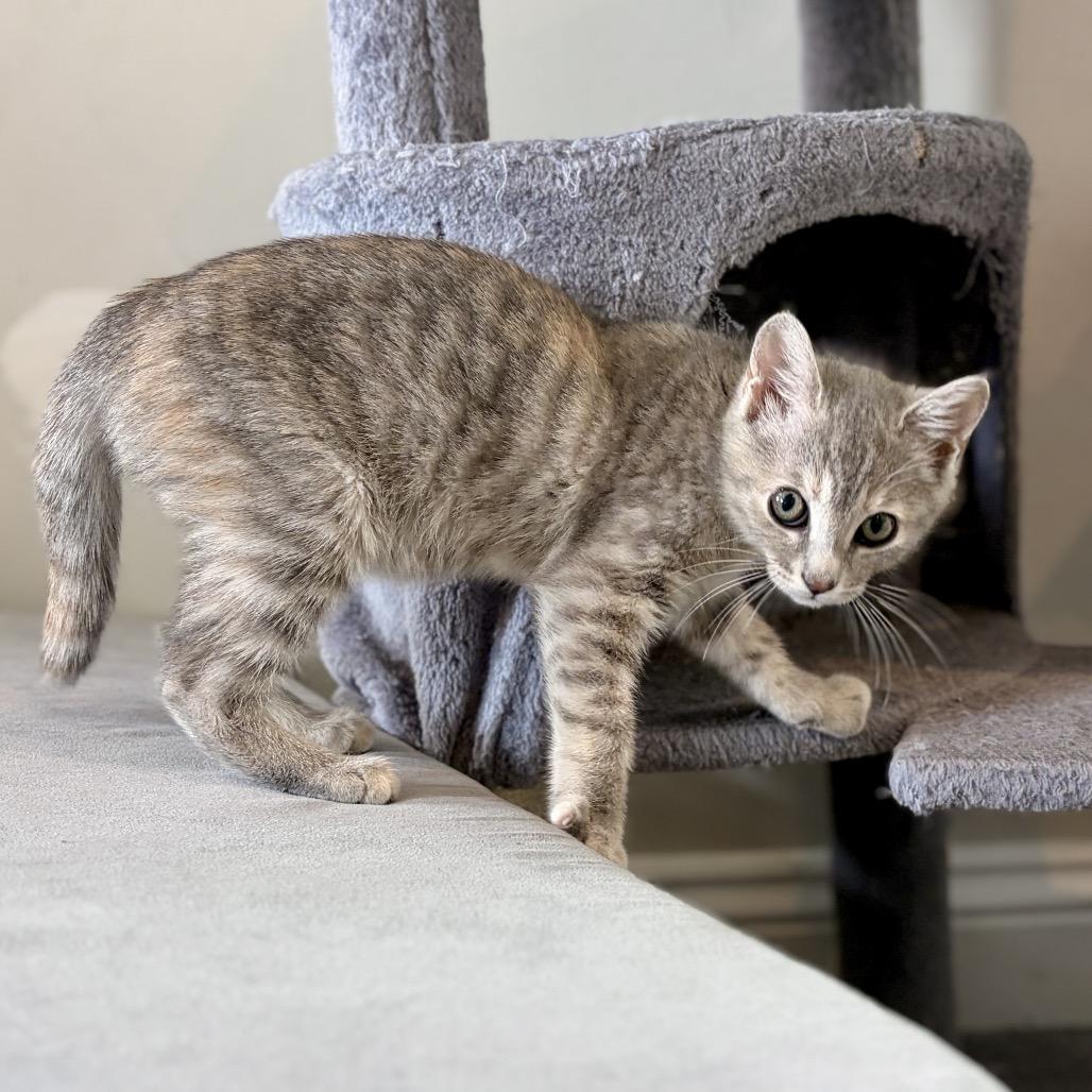 Luna, Adoptable, Kitten Female Domestic Short Hair.