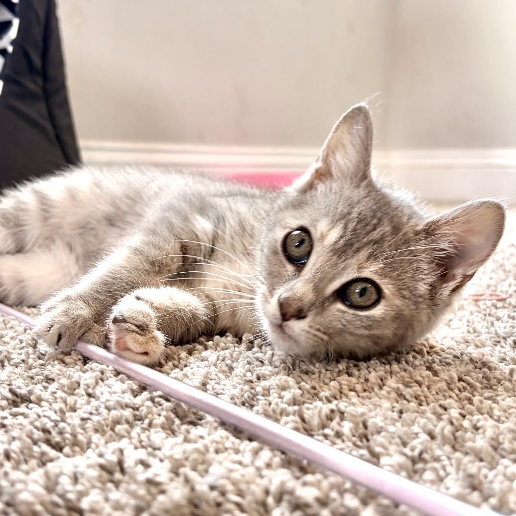 Luna, a Adoptable Domestic Short Hair in Ponte Vedra Beach, FL image 2/2