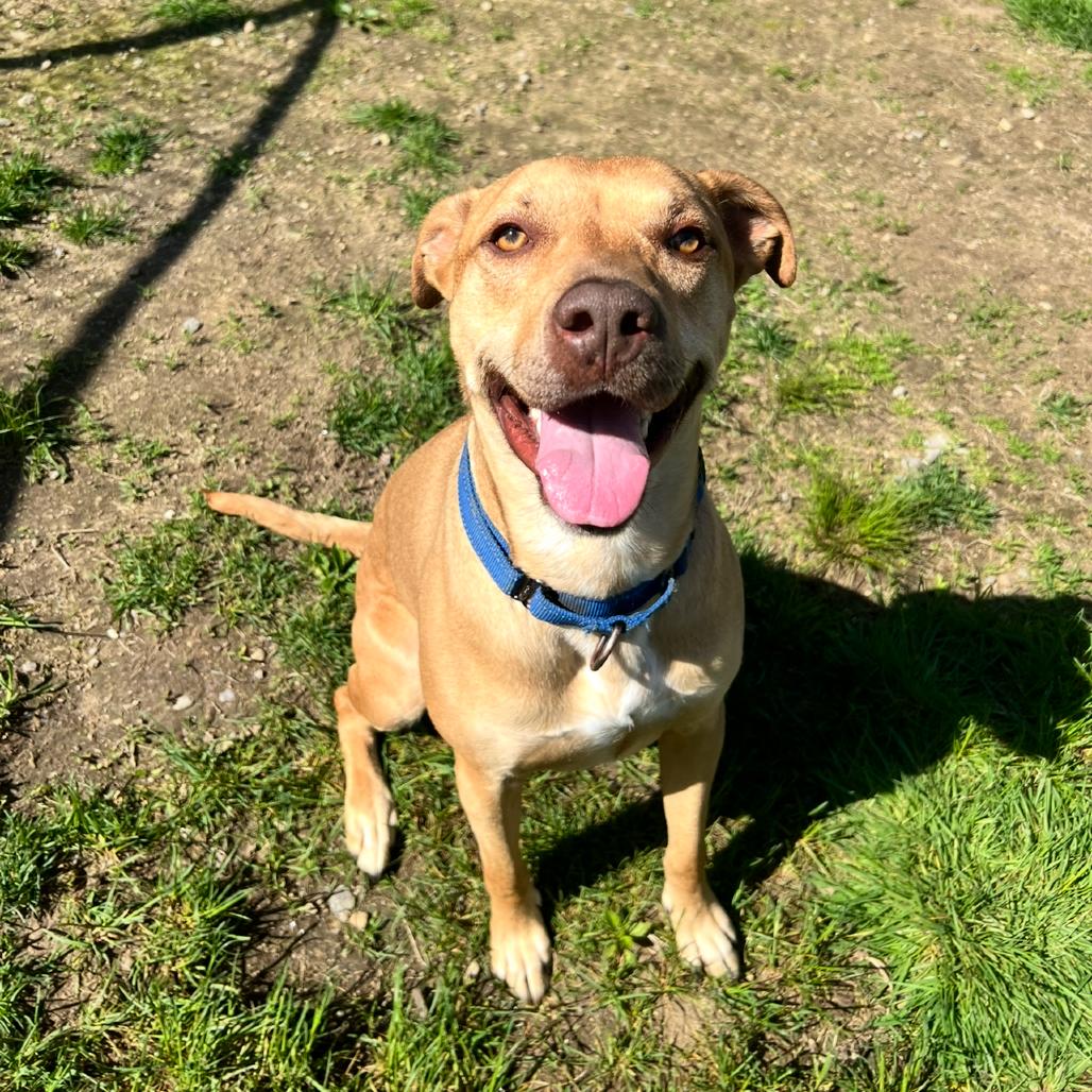 Lucky, Adoptable, Adult Male Mixed Breed.