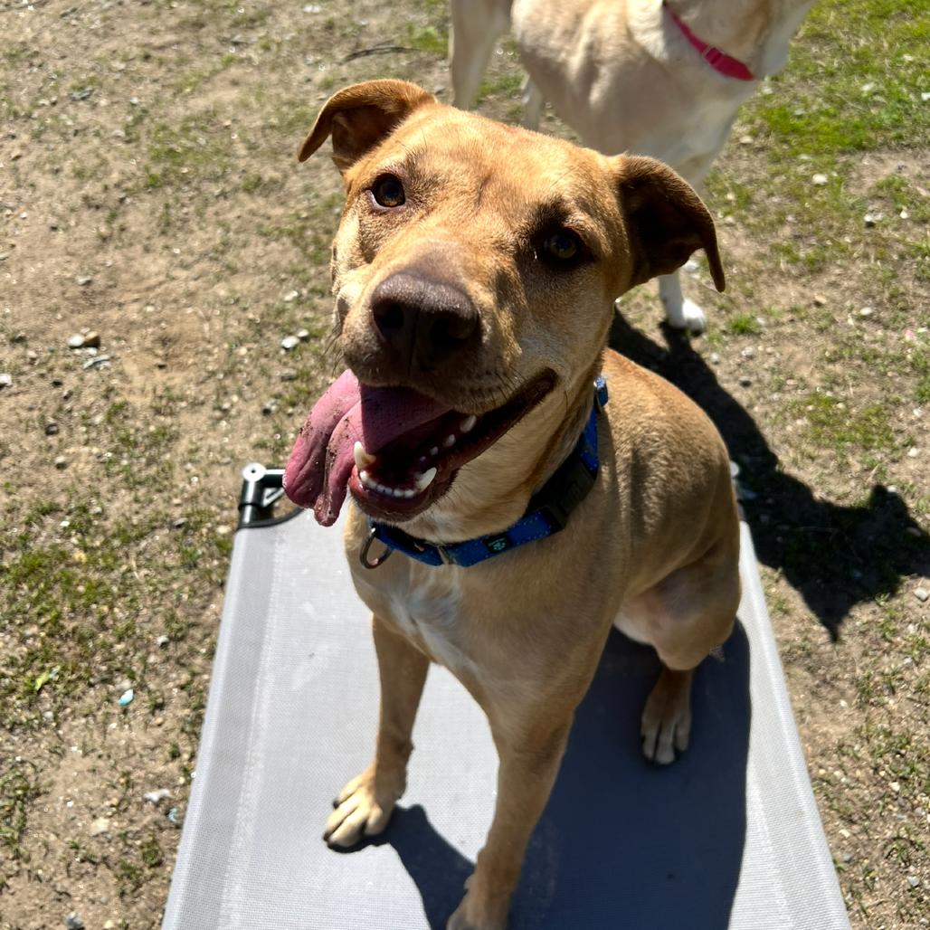 Enlarge Lucky, a Adoptable Mixed Breed in Concord, NH image 2/6