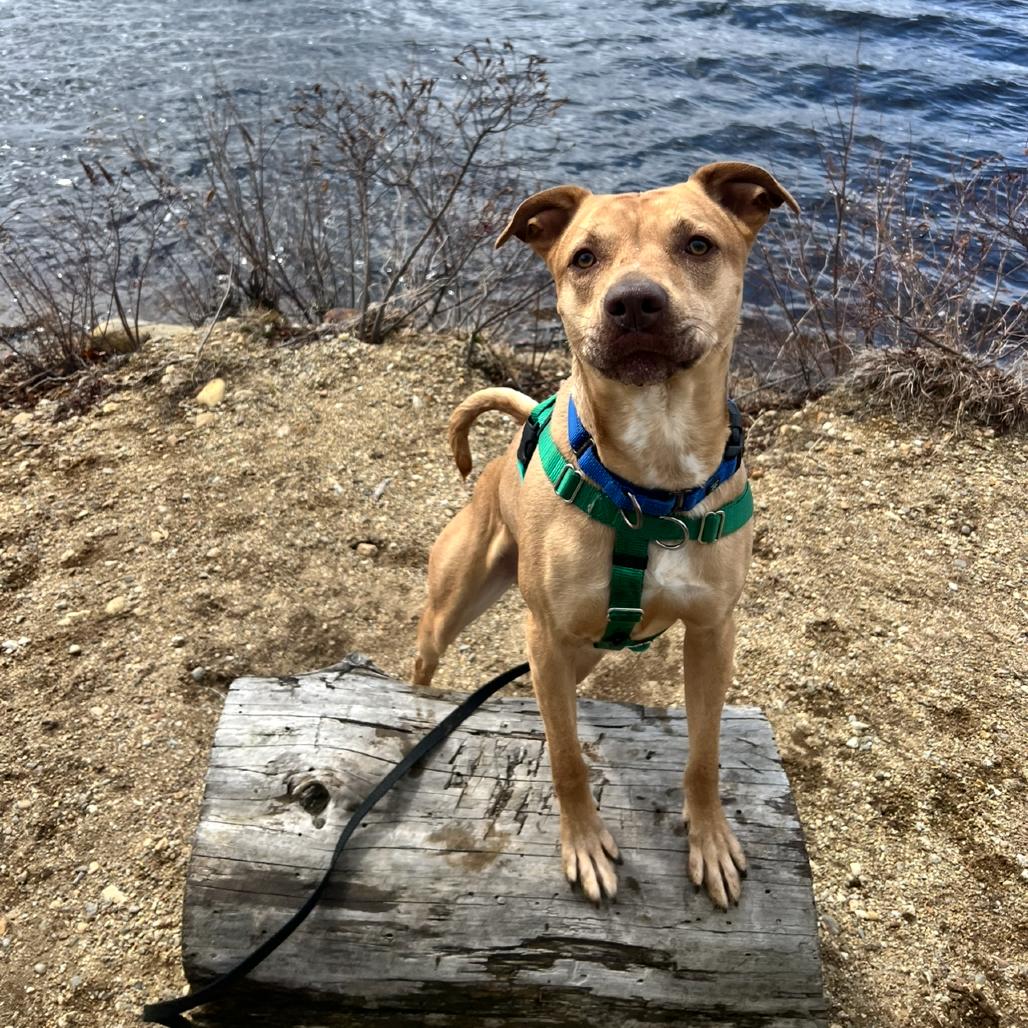 Enlarge Lucky, a Adoptable Mixed Breed in Concord, NH image 4/6