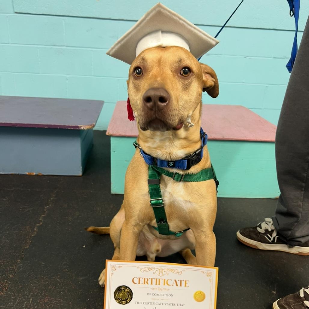 Enlarge Lucky, a Adoptable Mixed Breed in Concord, NH image 5/6