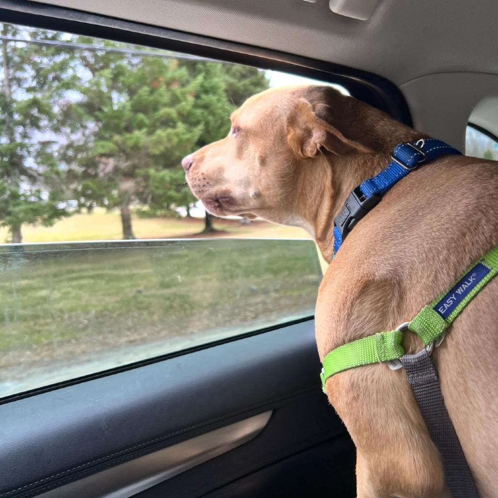 Enlarge Lucky, a Adoptable Mixed Breed in Concord, NH image 6/6