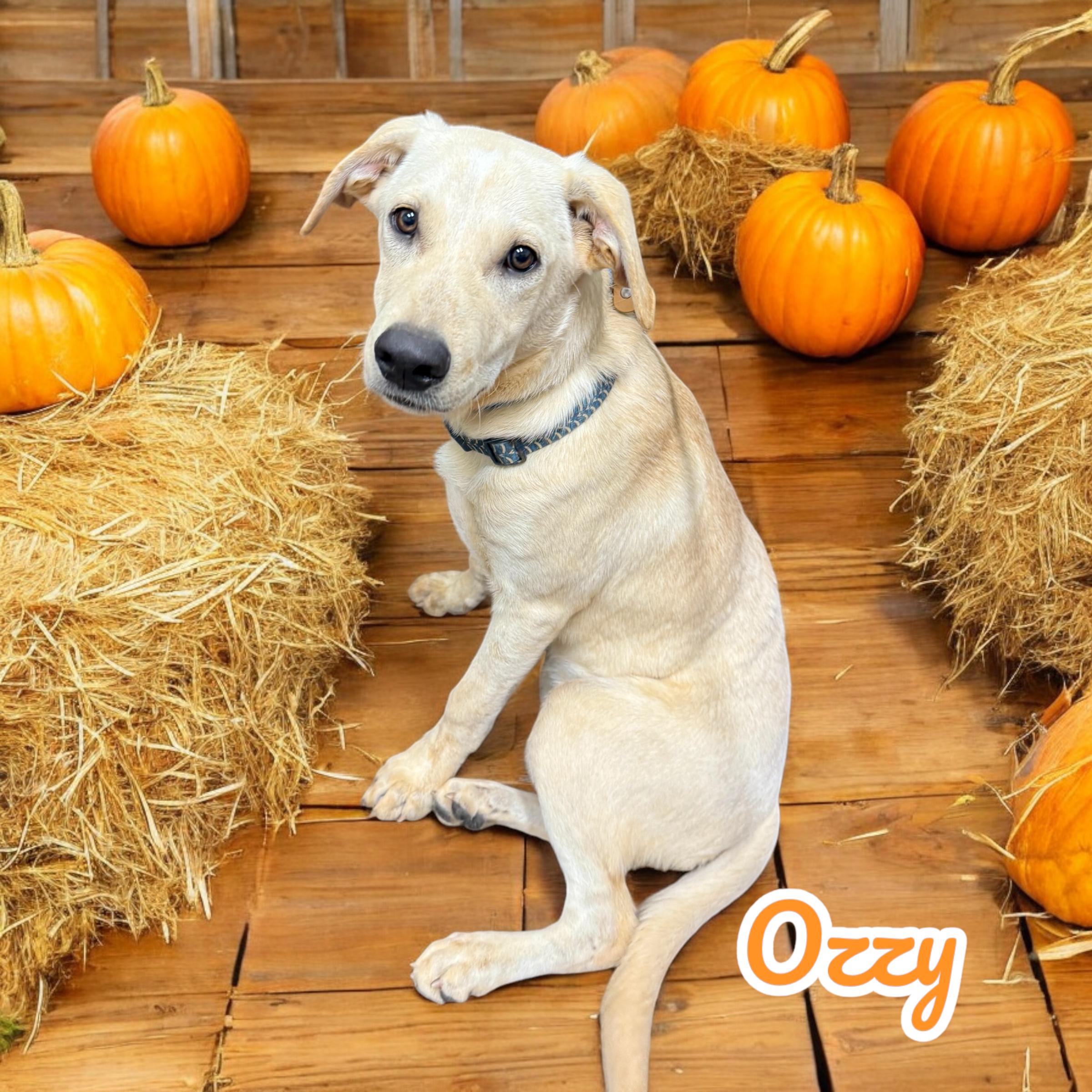 Dog for adoption Ozzy Pawsborne, a Labrador Retriever & Beagle Mix in
