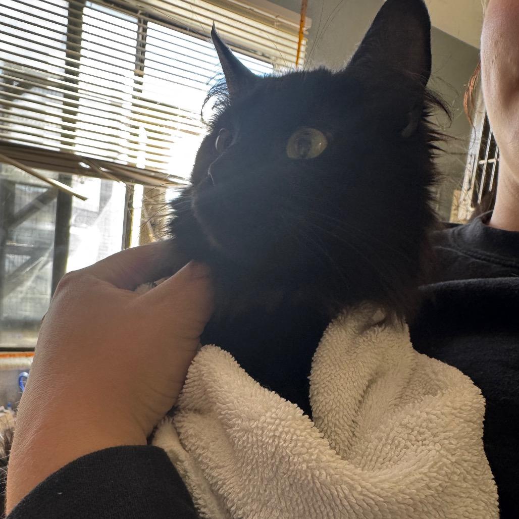 Enlarge Stella, a Adoptable Domestic Medium Hair in Carlin, NV image 1/1