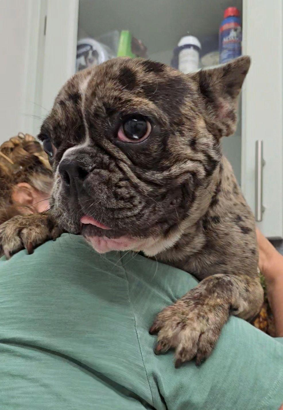 Enlarge Rocky, a Adopted French Bulldog in Locust Grove, GA image 1/3