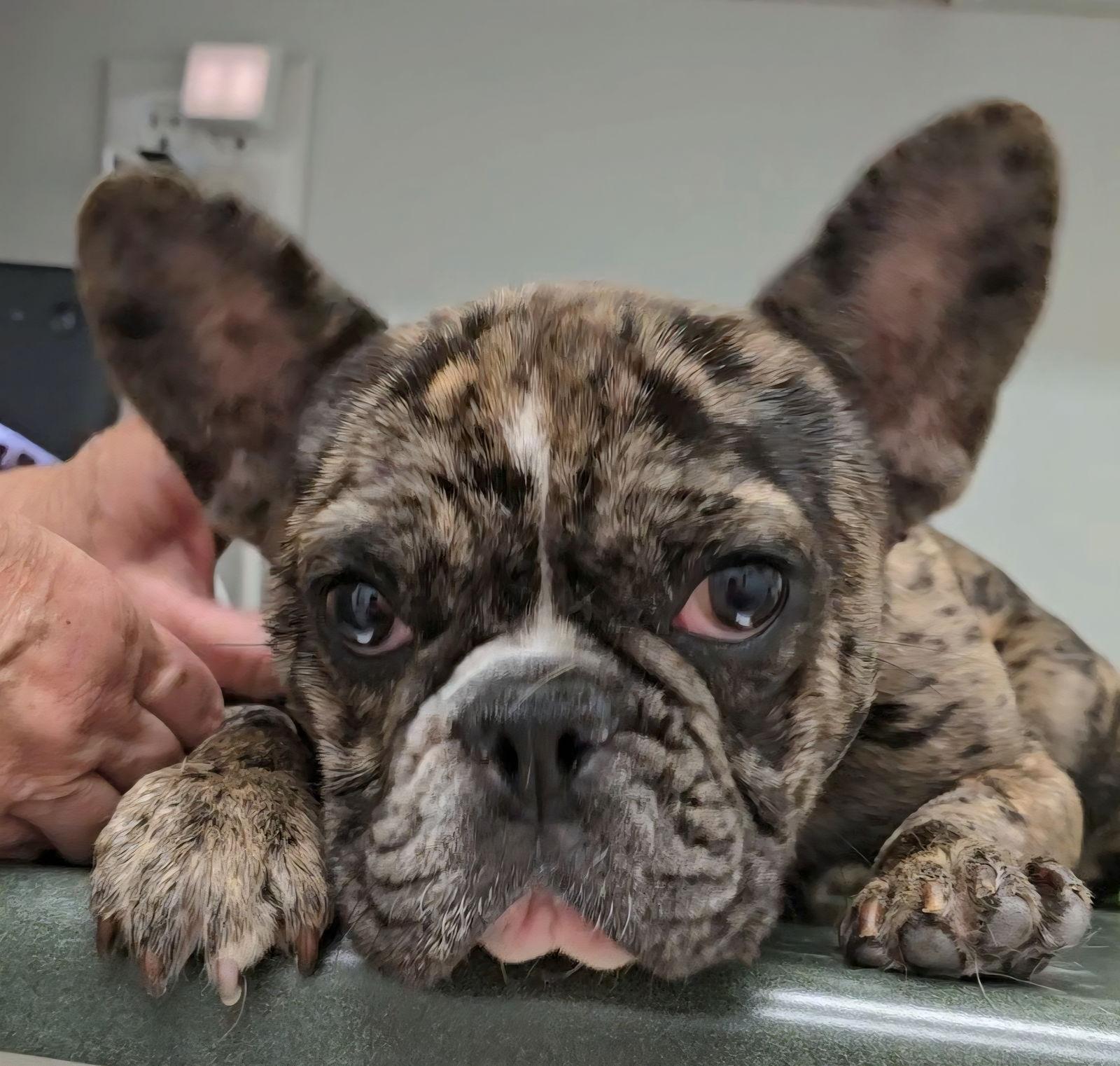 Enlarge Rocky, a Adopted French Bulldog in Locust Grove, GA image 2/3