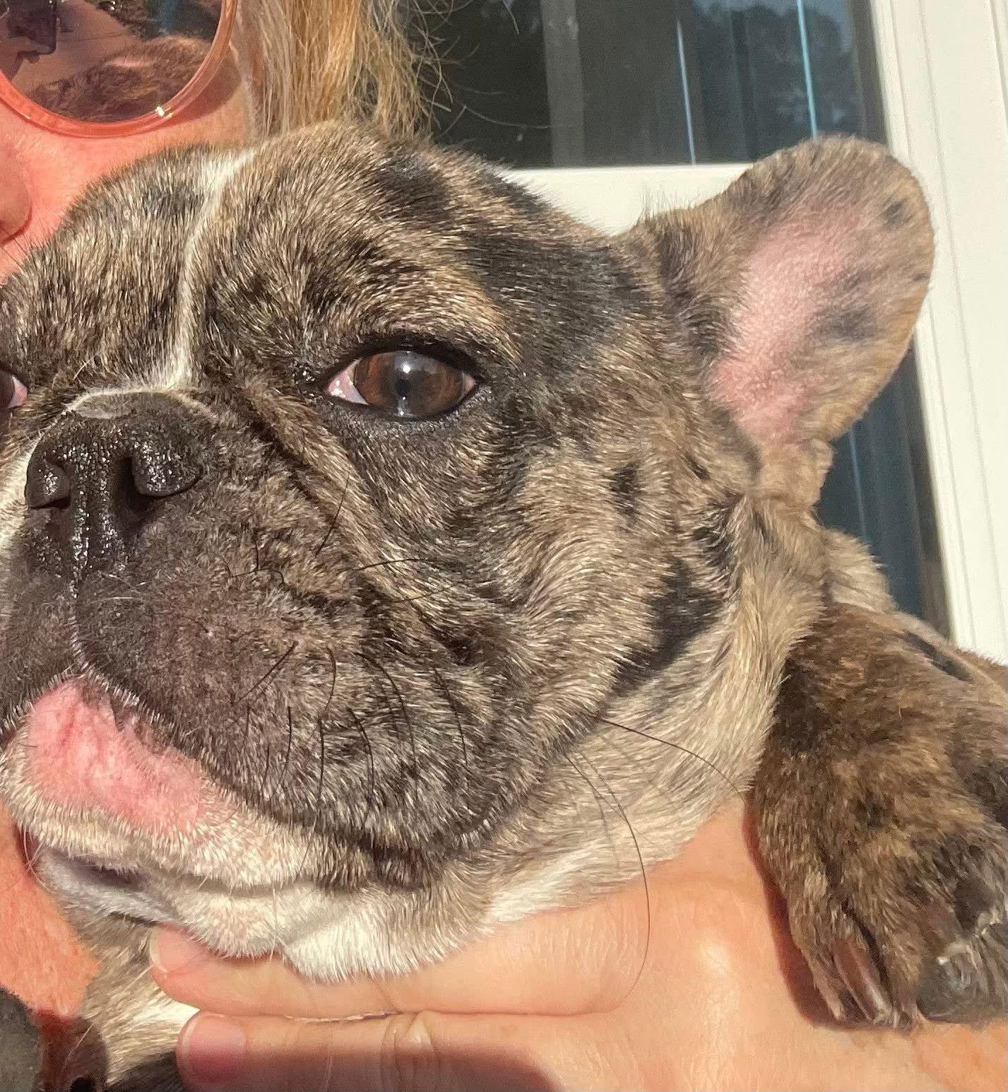 Enlarge Rocky, a Adopted French Bulldog in Locust Grove, GA image 3/3