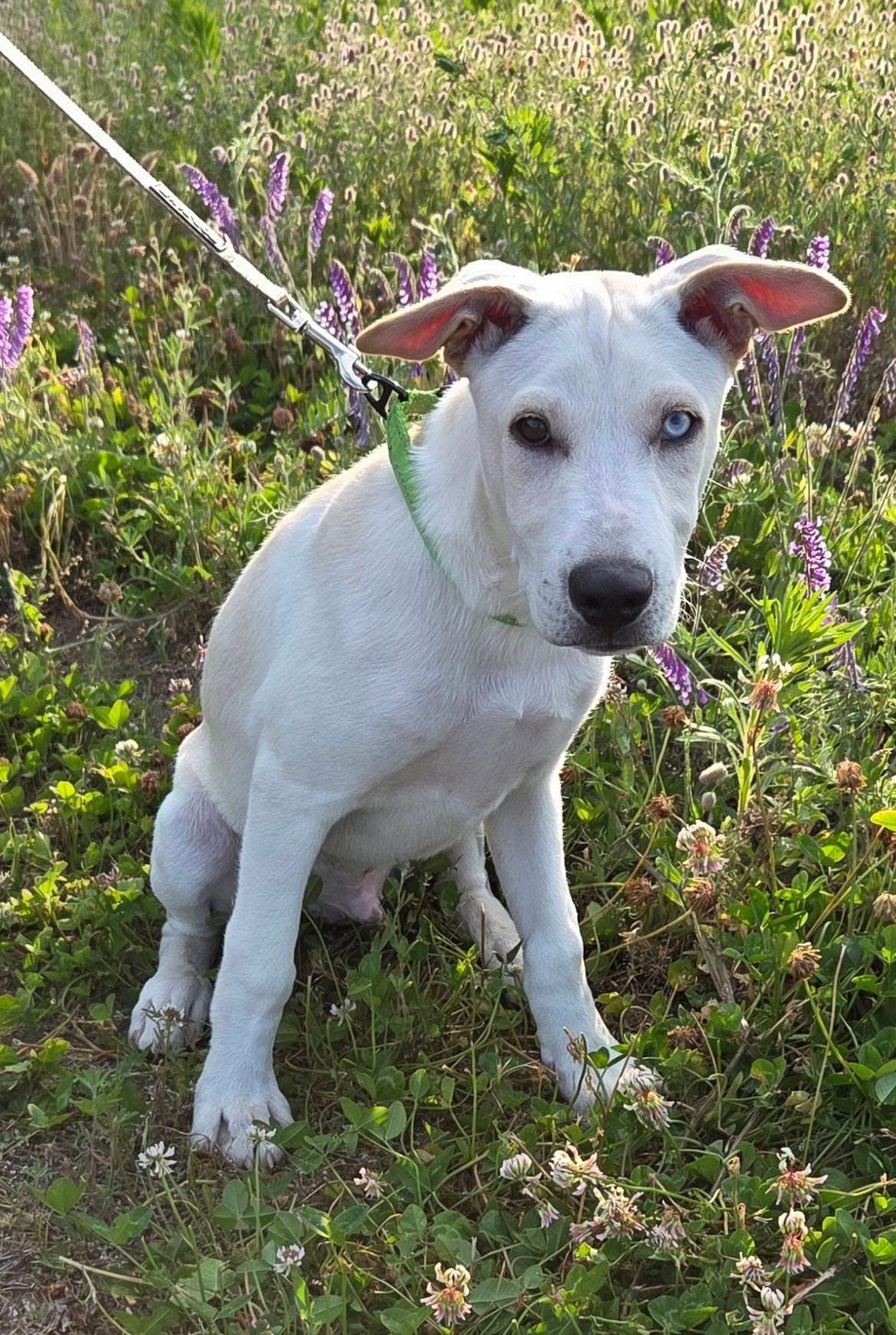 River, a ADOPTABLE mixed breed in Collingswood, NJ image 2/3