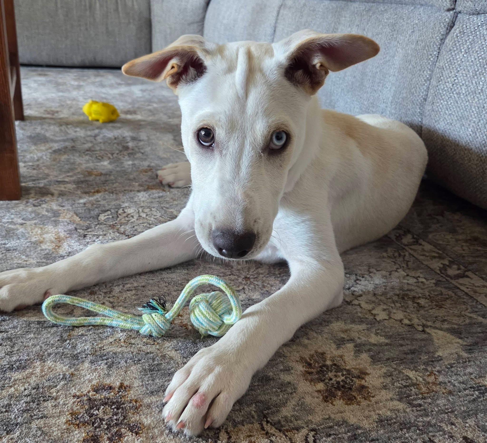 River, ADOPTABLE, Puppy Male Husky.