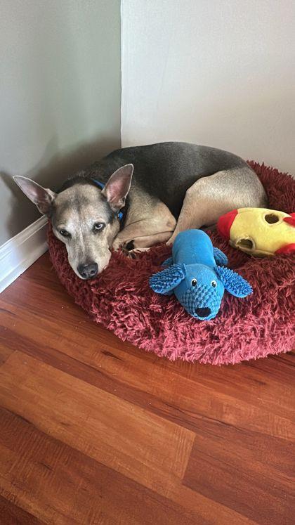 Enlarge Kai, a Adoptable mixed breed in North Miami Beach, FL image 2/2