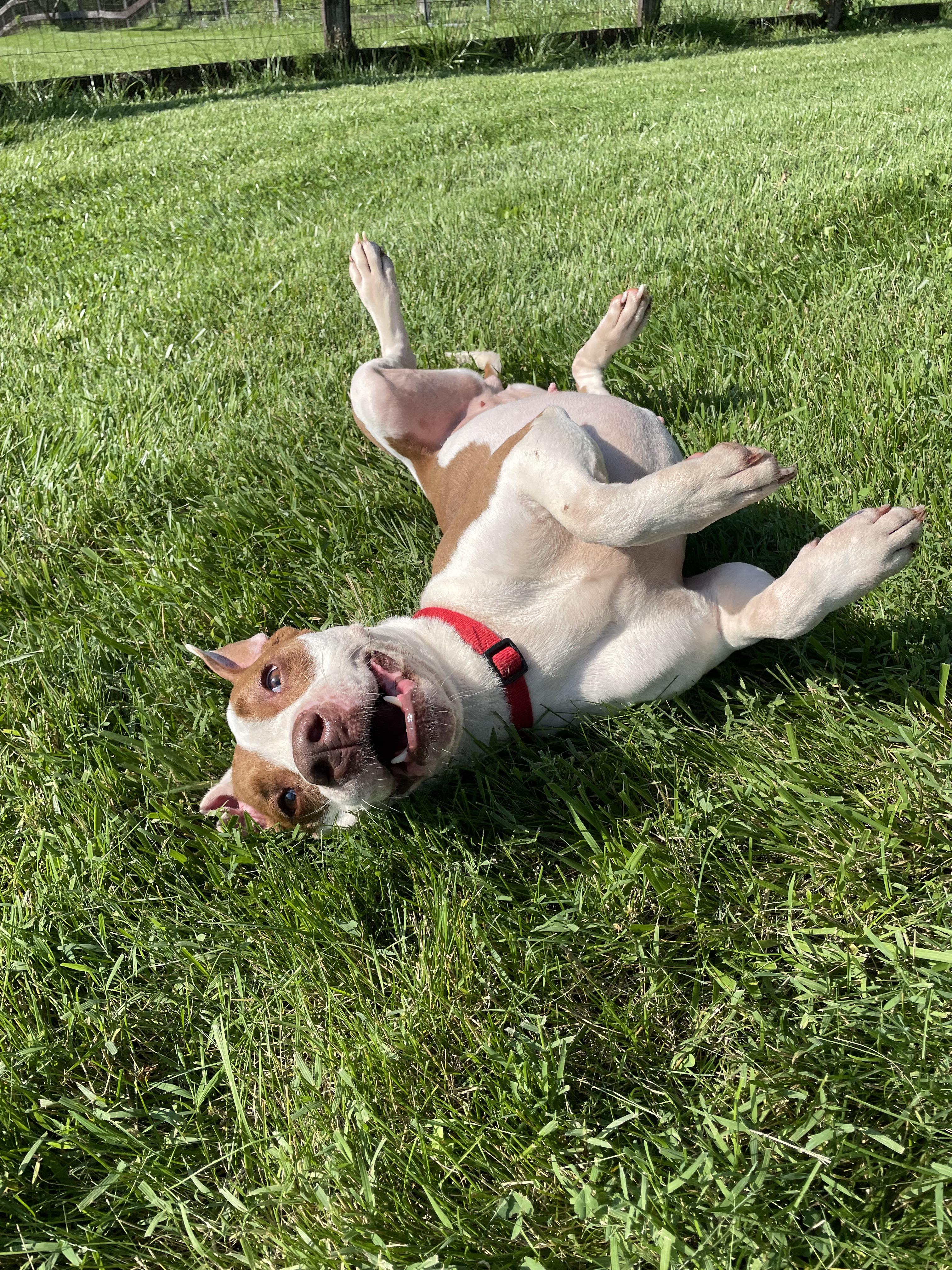 Ruby, a Adoptable mixed breed in Fairfax, VA image 3/6