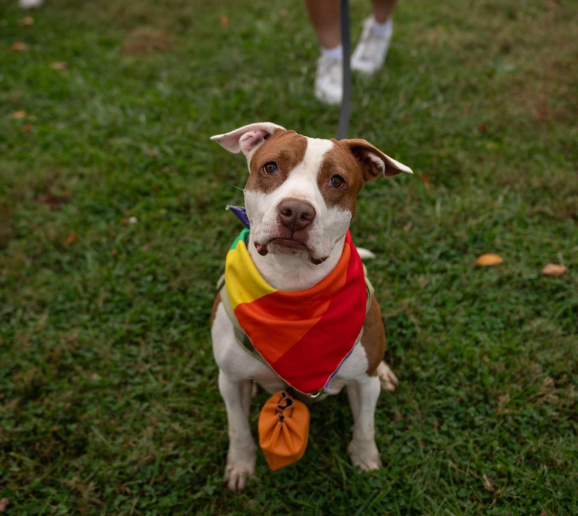 Ruby, a Adoptable mixed breed in Fairfax, VA image 5/6