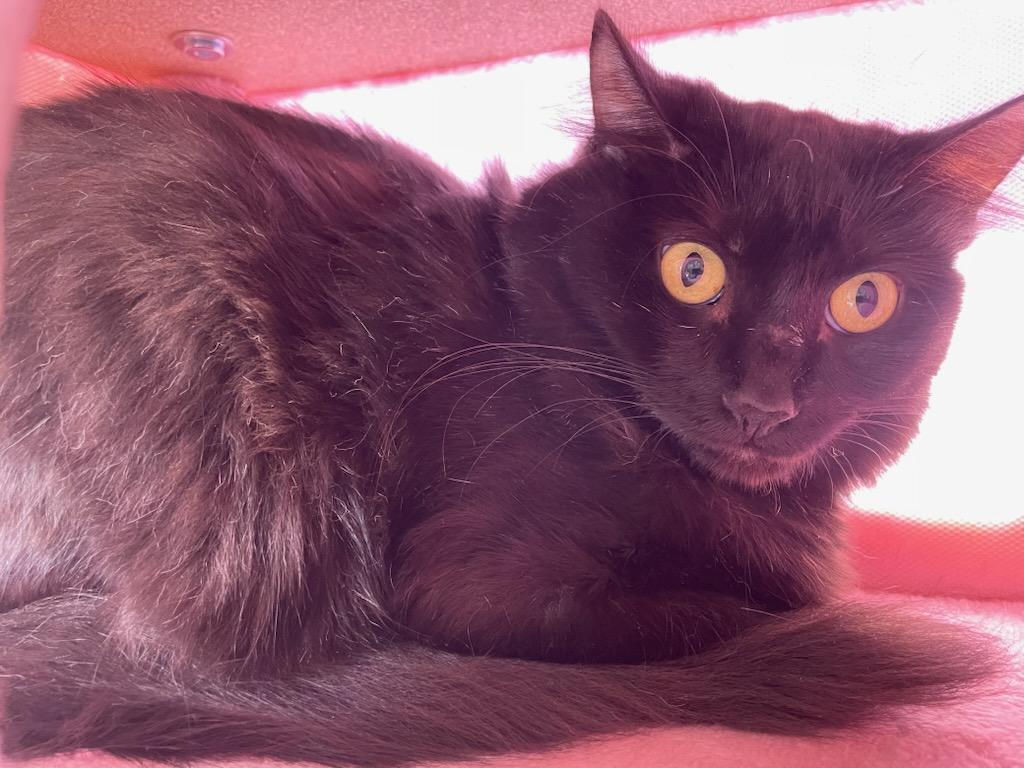 Enlarge Bix, a Adoptable Domestic Long Hair in Gig Harbor, WA image 1/1