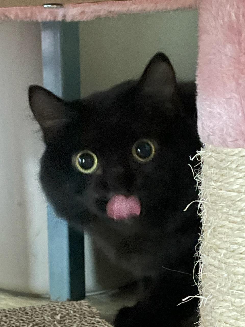 Bix, Adoptable, Adult Female Domestic Long Hair.