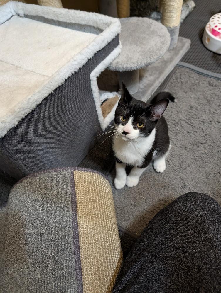Domino #2, Adoptable, Kitten Male Domestic Short Hair.