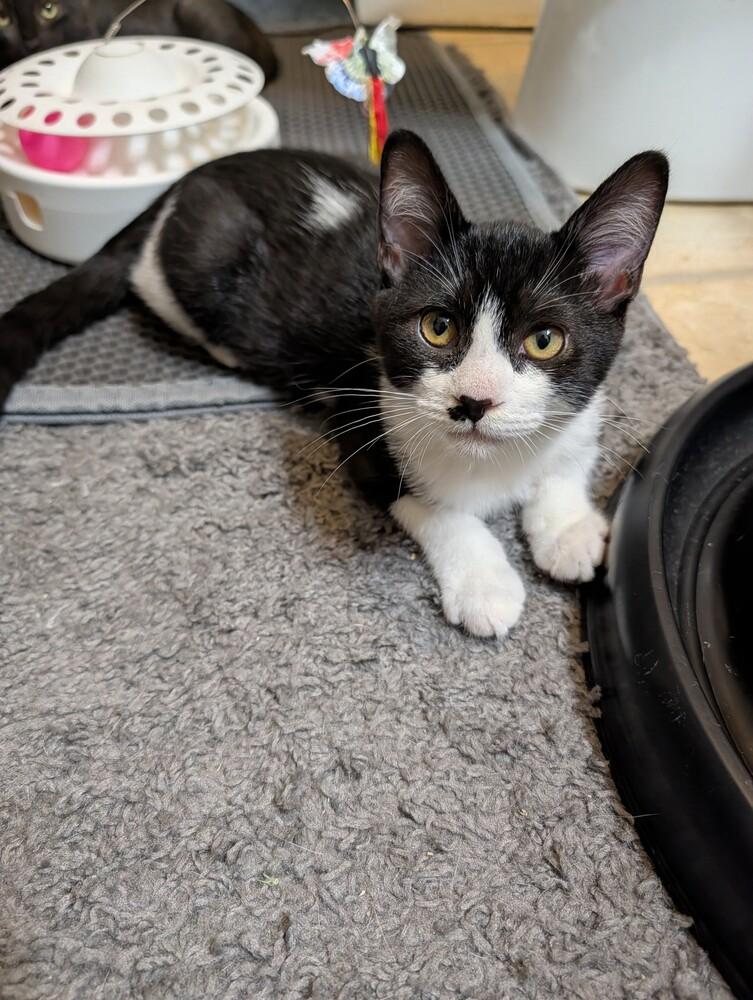 Enlarge Domino #2, a Adoptable Domestic Short Hair in Westfield, WI image 2/2