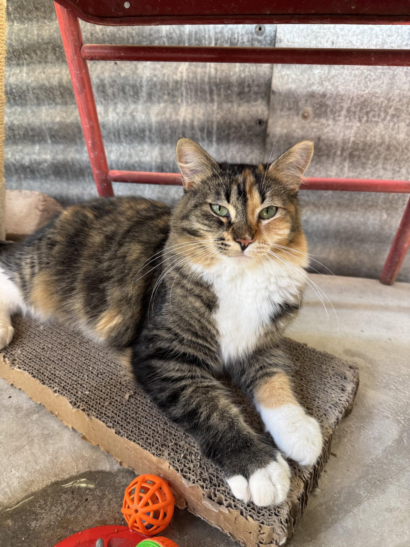 Fancy, Adopted, Young Female Domestic Long Hair.