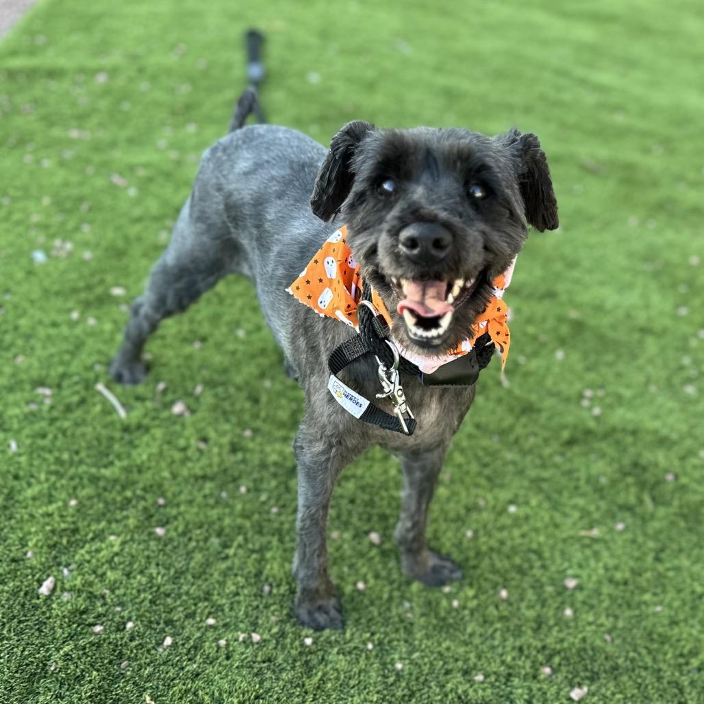 Enlarge Denver, a Adoptable mixed breed in Las Vegas, NV image 1/6