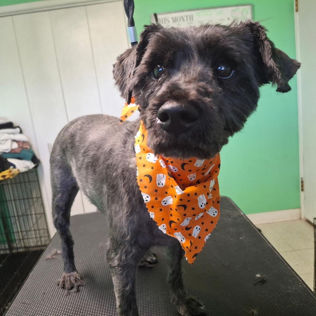 Enlarge Denver, a Adoptable mixed breed in Las Vegas, NV image 2/6