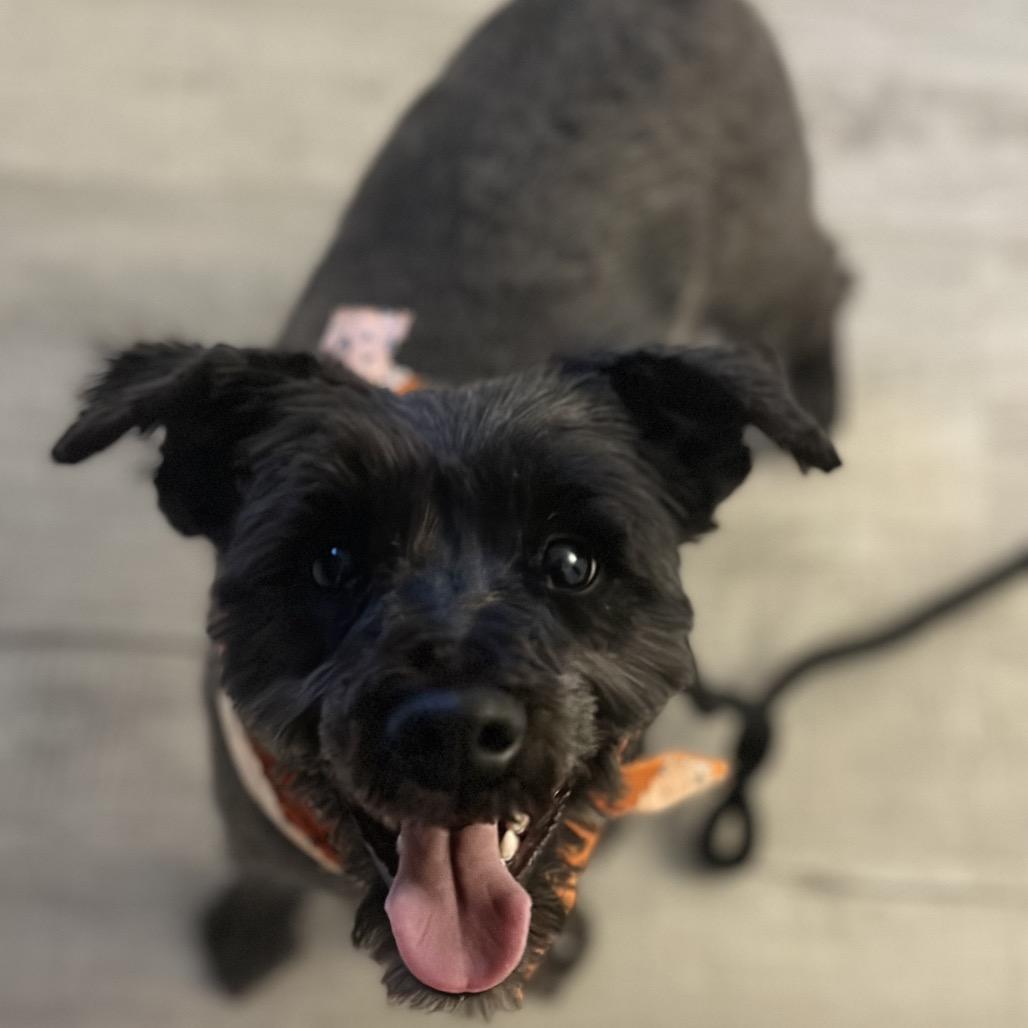 Enlarge Denver, a Adoptable mixed breed in Las Vegas, NV image 3/6