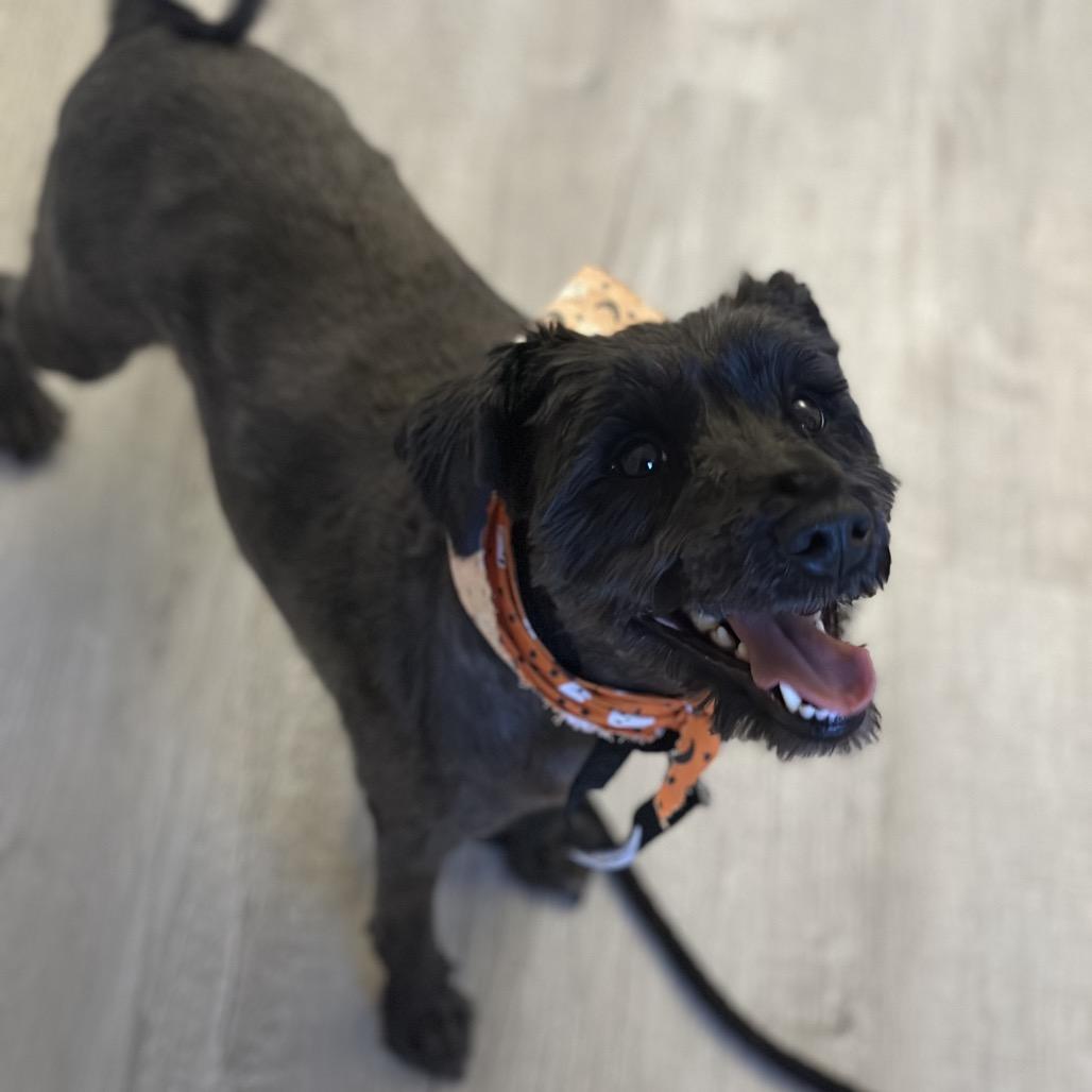 Enlarge Denver, a Adoptable mixed breed in Las Vegas, NV image 4/6