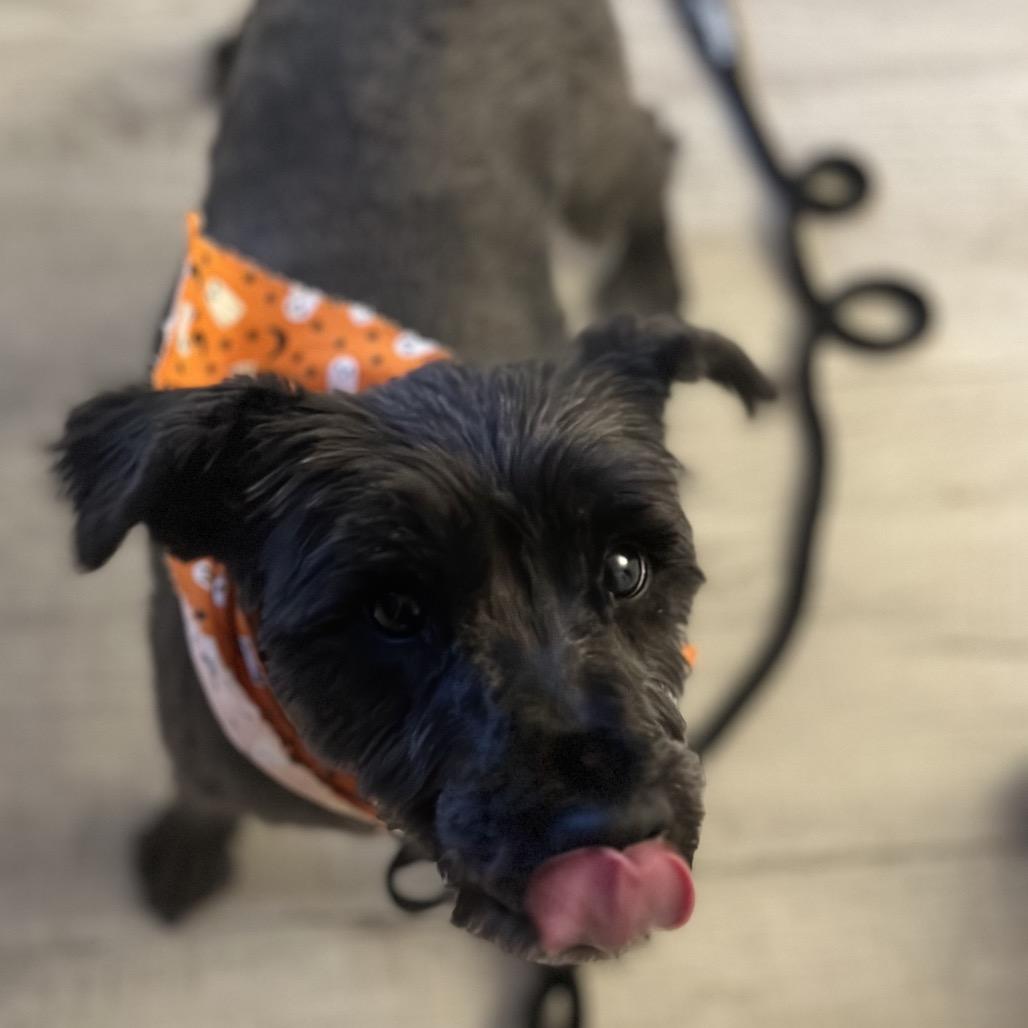 Enlarge Denver, a Adoptable mixed breed in Las Vegas, NV image 5/6