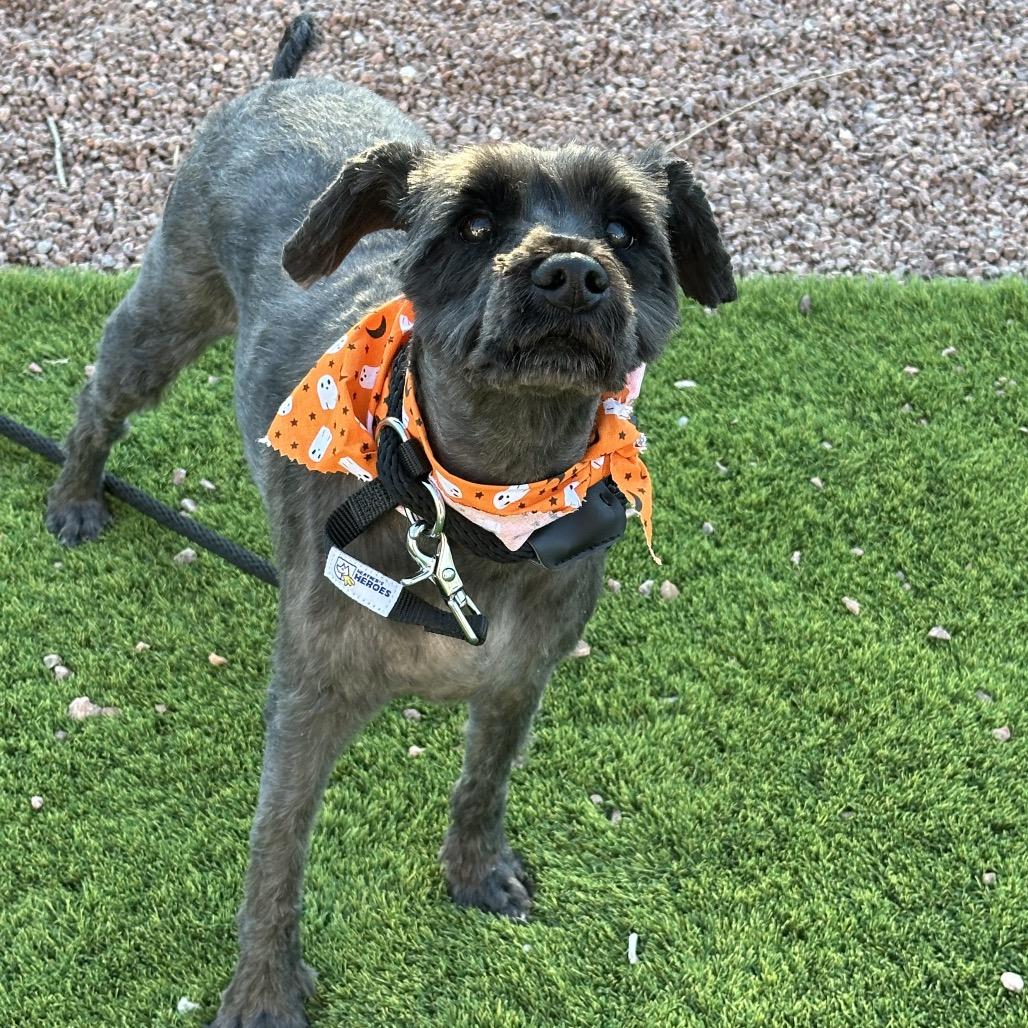 Enlarge Denver, a Adoptable mixed breed in Las Vegas, NV image 6/6