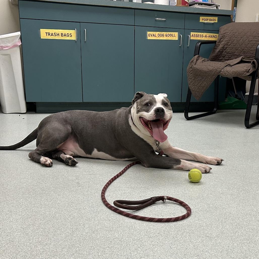 Polo *Fee Waived*-In Foster-See my video!!, a Adoptable Pit Bull Terrier in Springfield, MA image 1/5