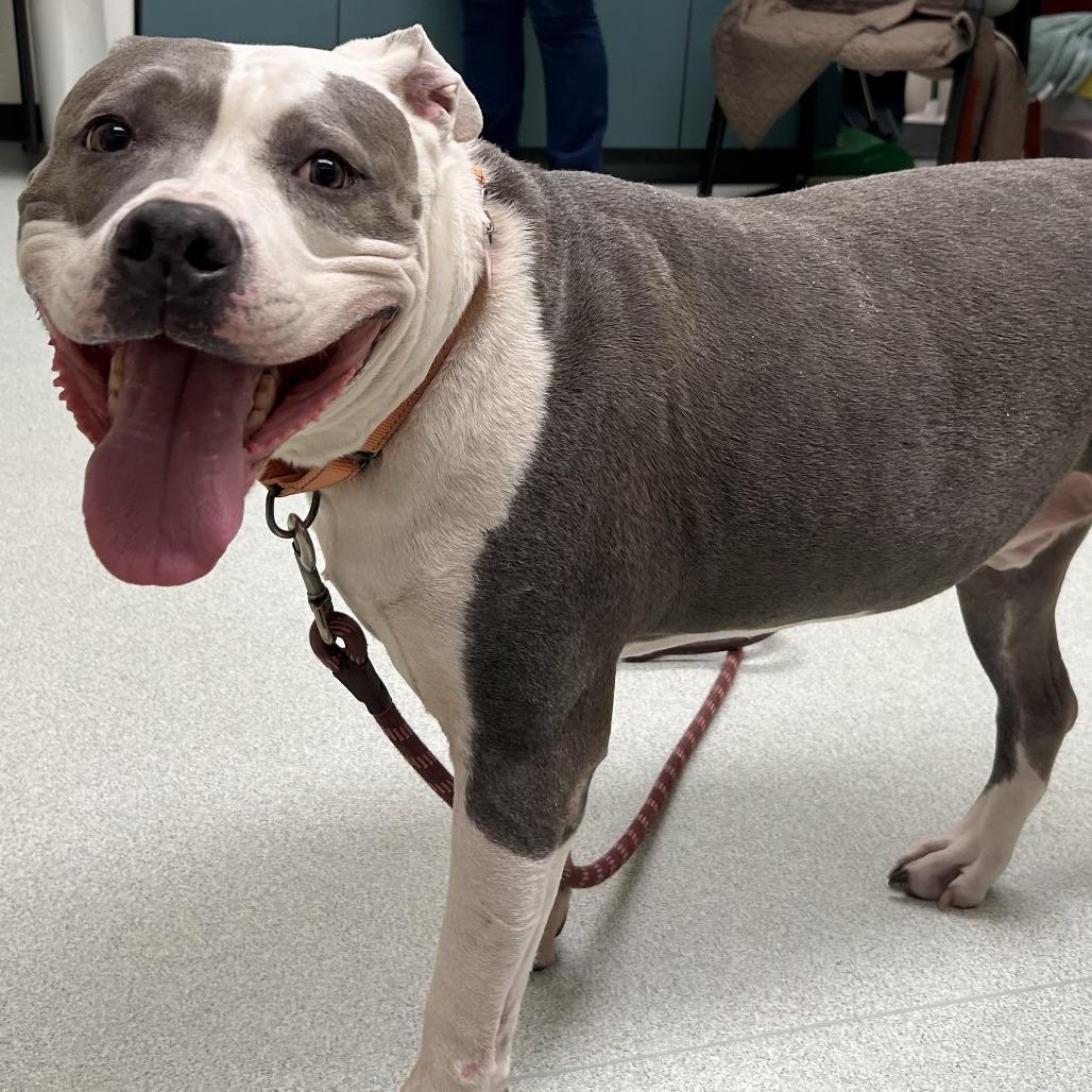 Polo *Fee Waived*-In Foster-See my video!!, a Adoptable Pit Bull Terrier in Springfield, MA image 2/5