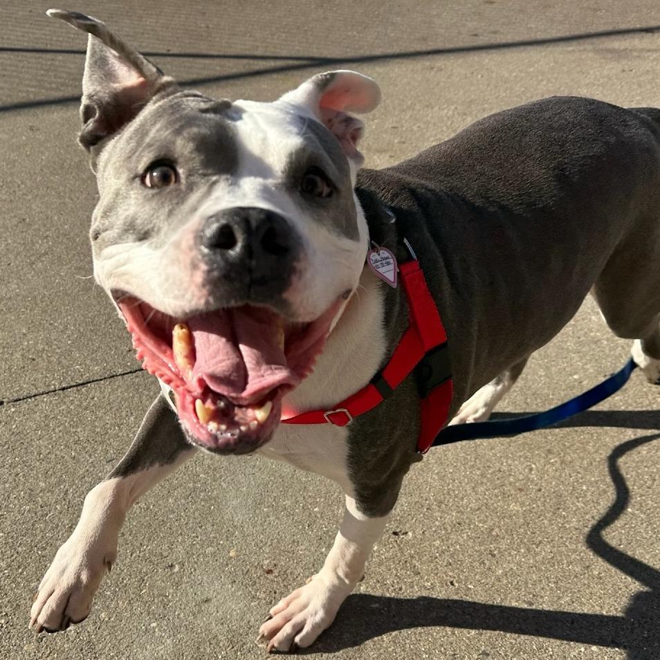 Polo *Fee Waived*-In Foster-See my video!!, a Adoptable Pit Bull Terrier in Springfield, MA image 5/5