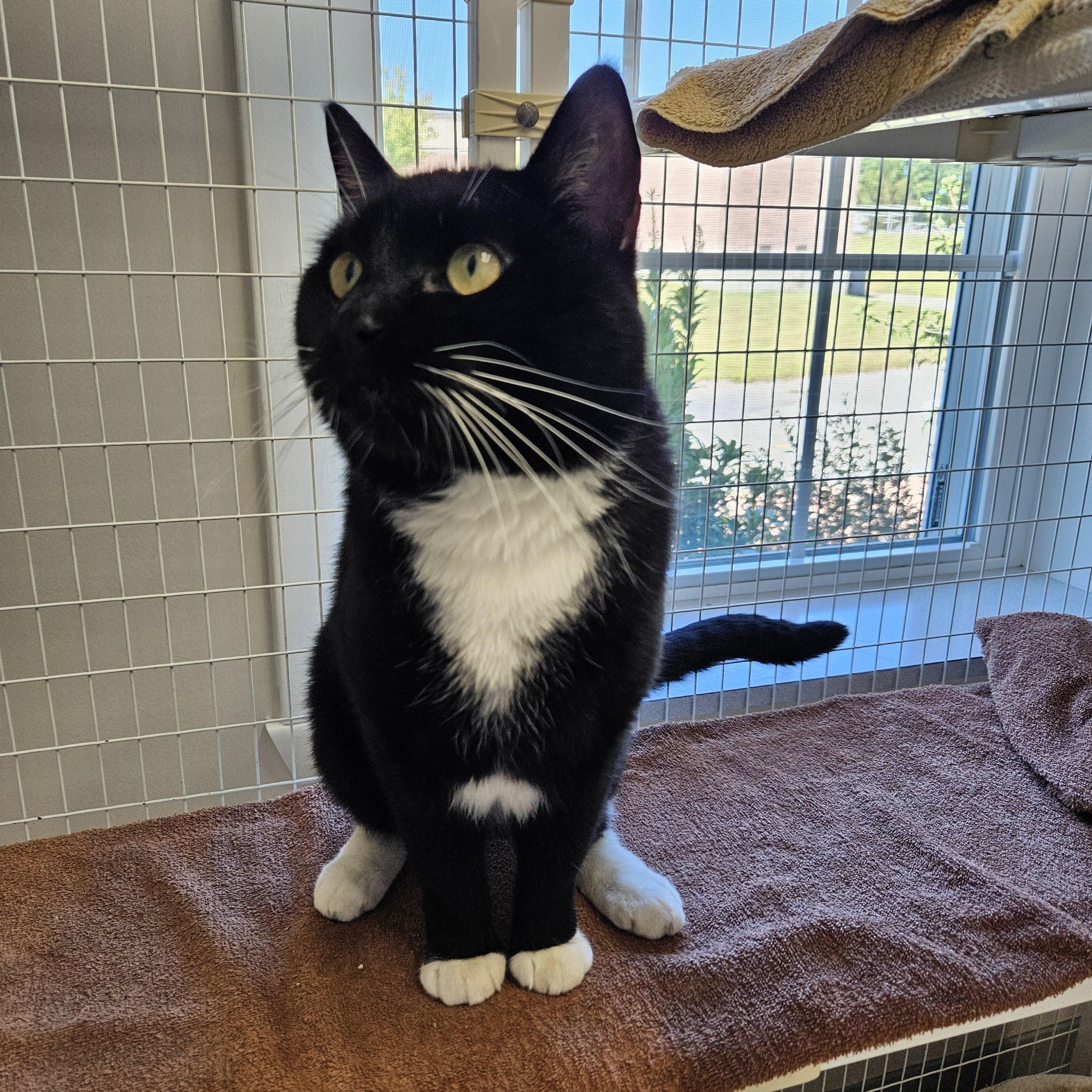 Enlarge Romeo, a Adoptable Domestic Short Hair in Medfield, MA image 2/4