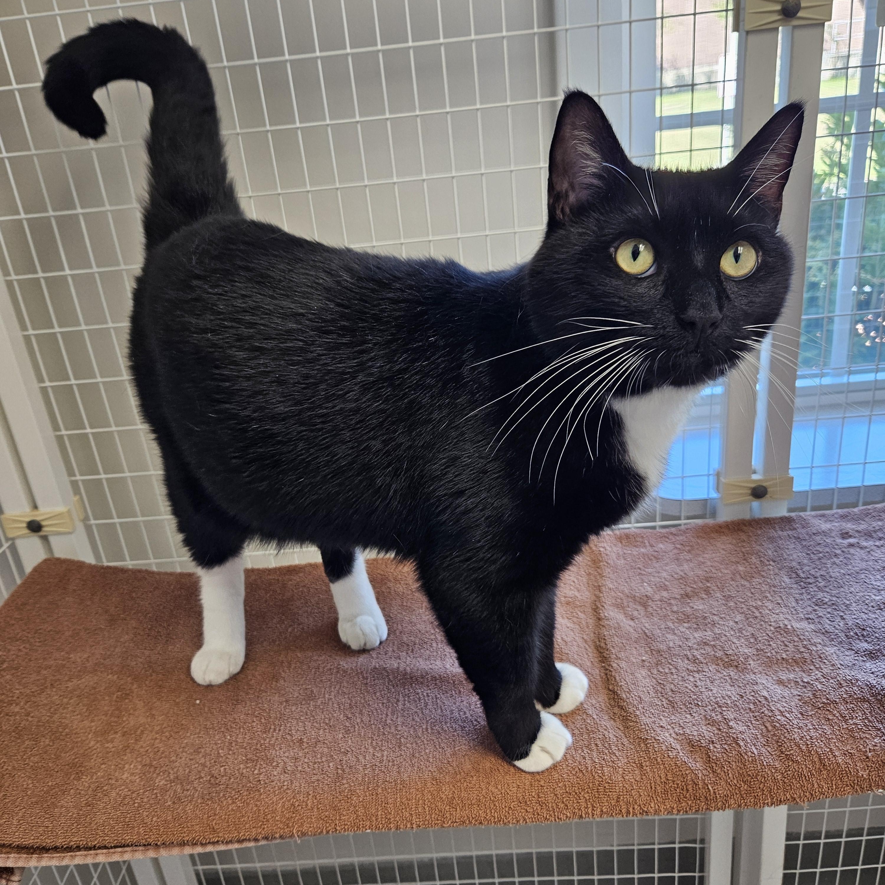 Romeo, Adoptable, Young Male Domestic Short Hair.