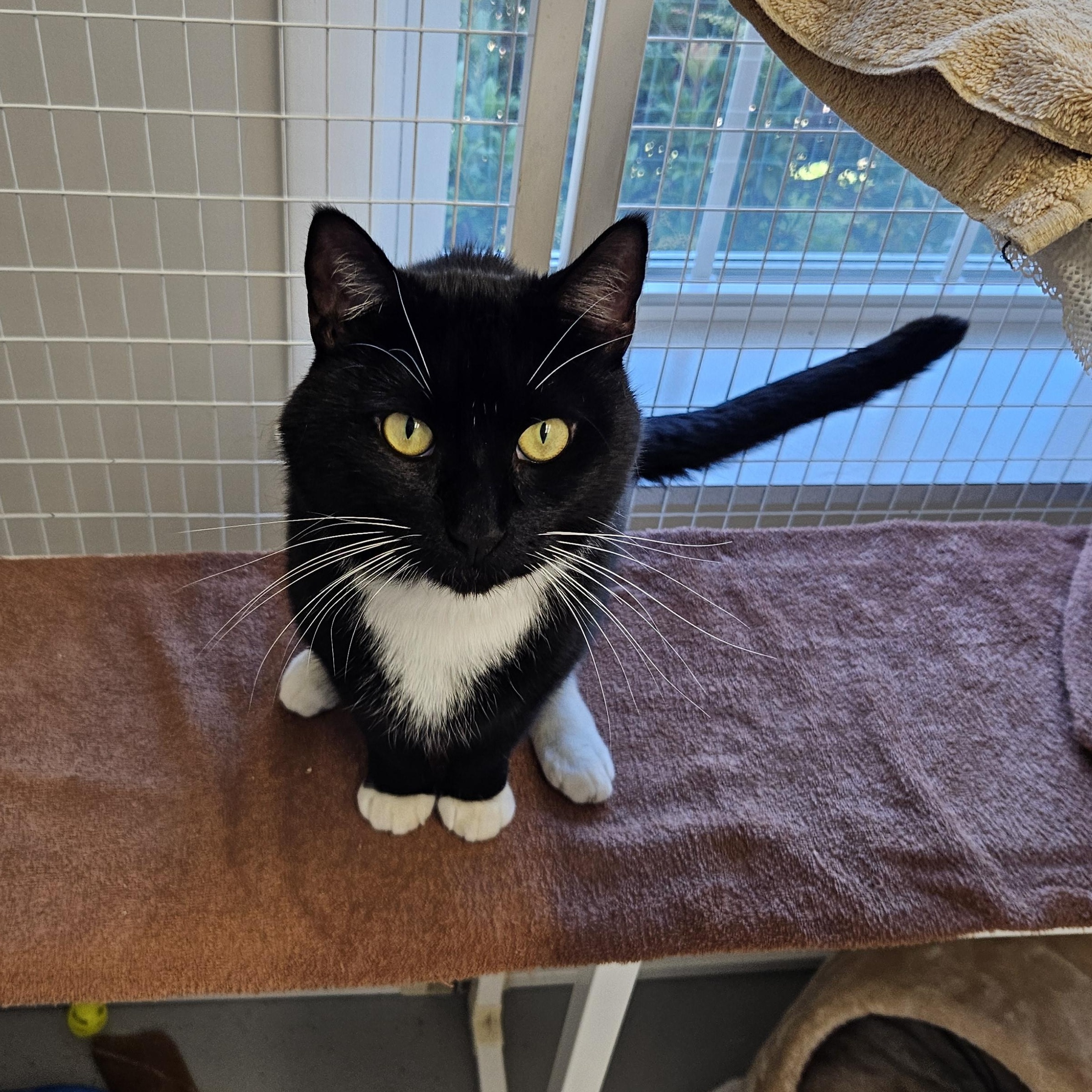 Enlarge Romeo, a Adoptable Domestic Short Hair in Medfield, MA image 4/4