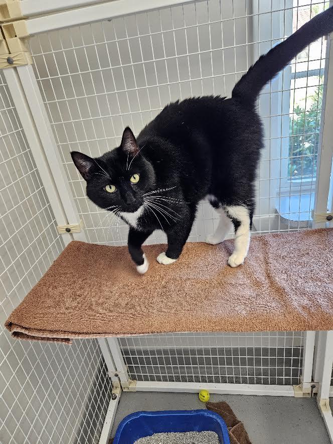 Enlarge Romeo, a Adoptable Domestic Short Hair in Medfield, MA image 3/4