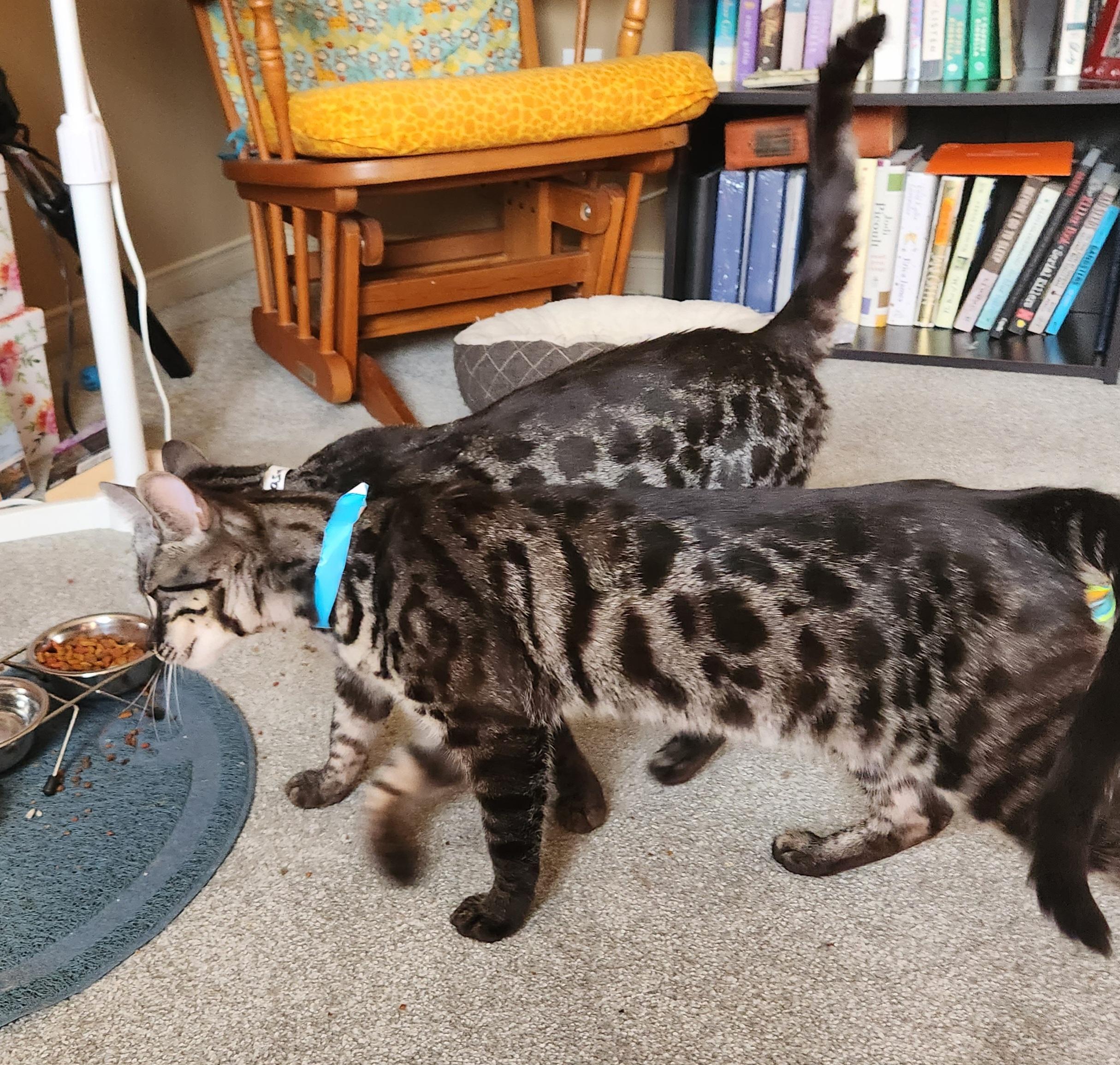Enlarge Scar *bonded with Mufasa*, a ADOPTABLE Bengal in Pickering, ON image 6/6