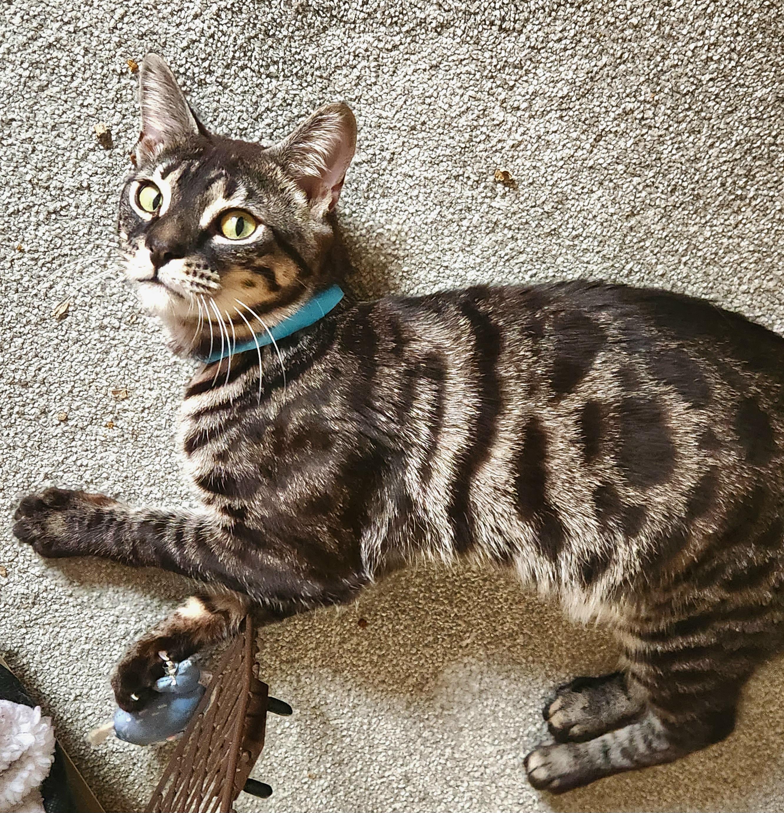 Enlarge Scar *bonded with Mufasa*, a ADOPTABLE Bengal in Pickering, ON image 3/6