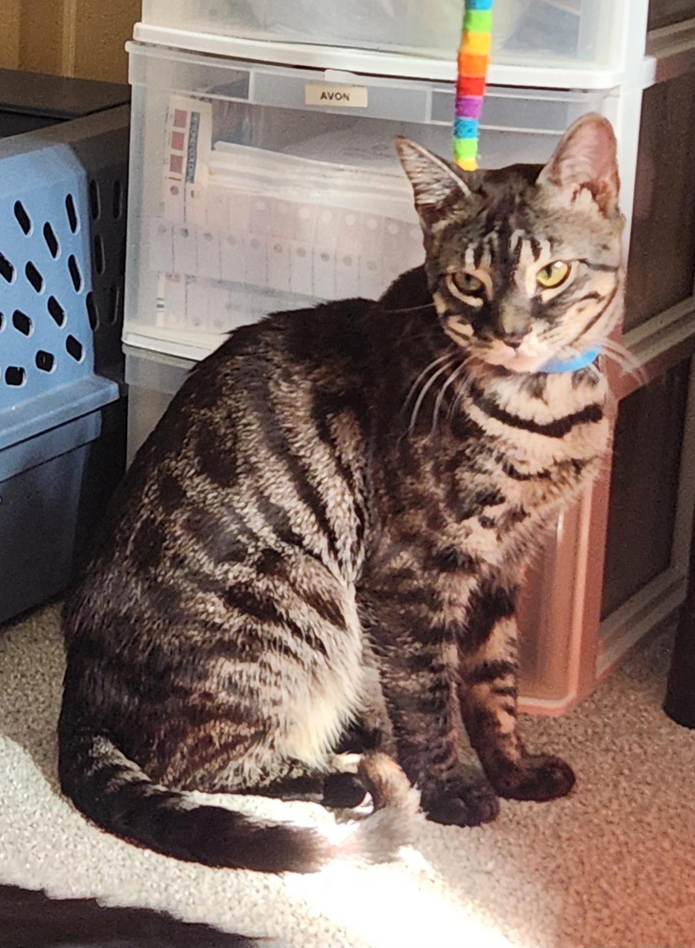 Scar *bonded with Mufasa*, ADOPTABLE, Young Male Bengal.