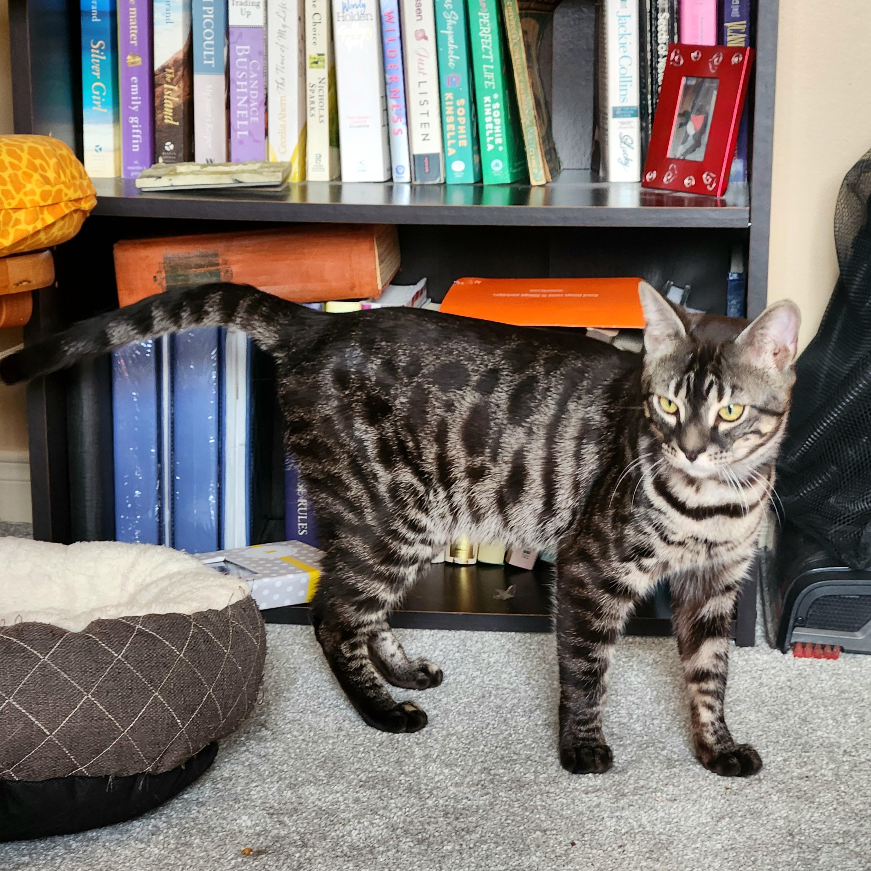 Enlarge Scar *bonded with Mufasa*, a ADOPTABLE Bengal in Pickering, ON image 2/6