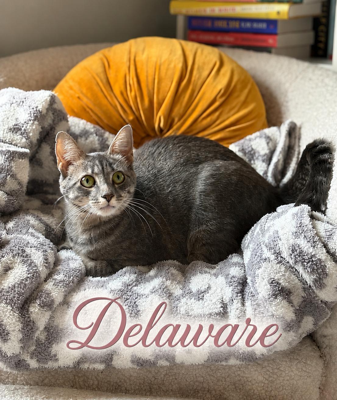 Enlarge Delaware — Sweet, Spunky & Full of Personality, a Adoptable Tabby in Laurel, MD image 1/5