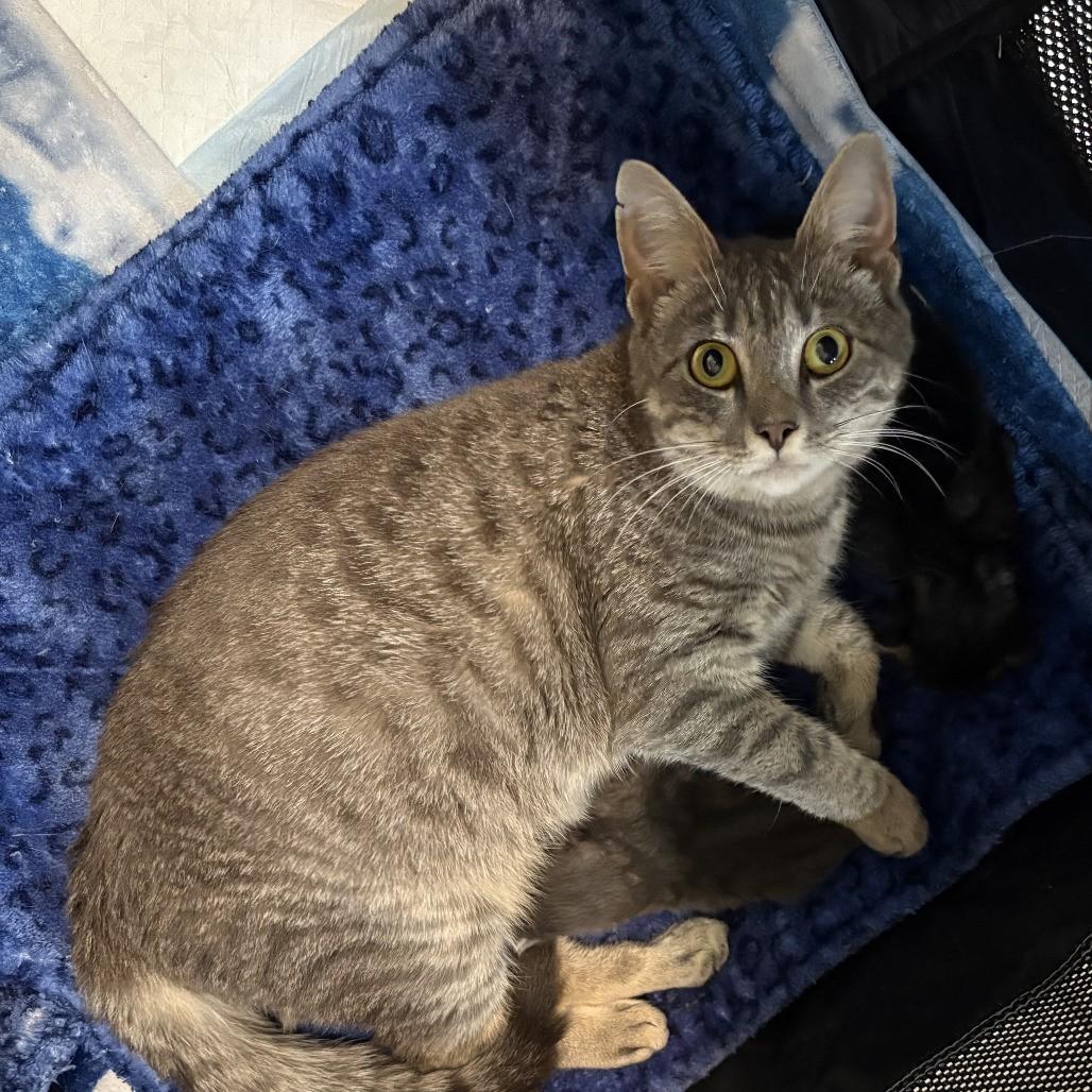 Enlarge Delaware — Sweet, Spunky & Full of Personality, a Adoptable Tabby in Laurel, MD image 2/5