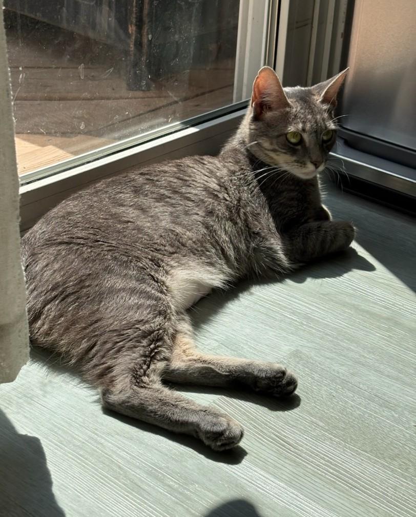 Enlarge Delaware — Sweet, Spunky & Full of Personality, a Adoptable Tabby in Laurel, MD image 5/5